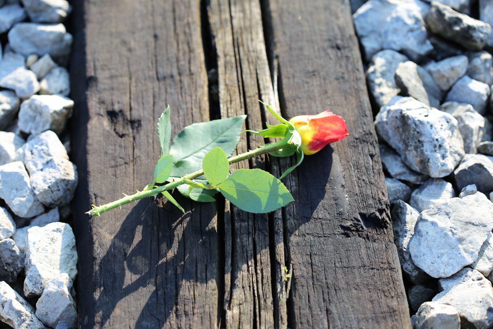 Canon EOS 6D + Canon EF 100mm F2.8 Macro USM sample photo. Yellow red rose on photography