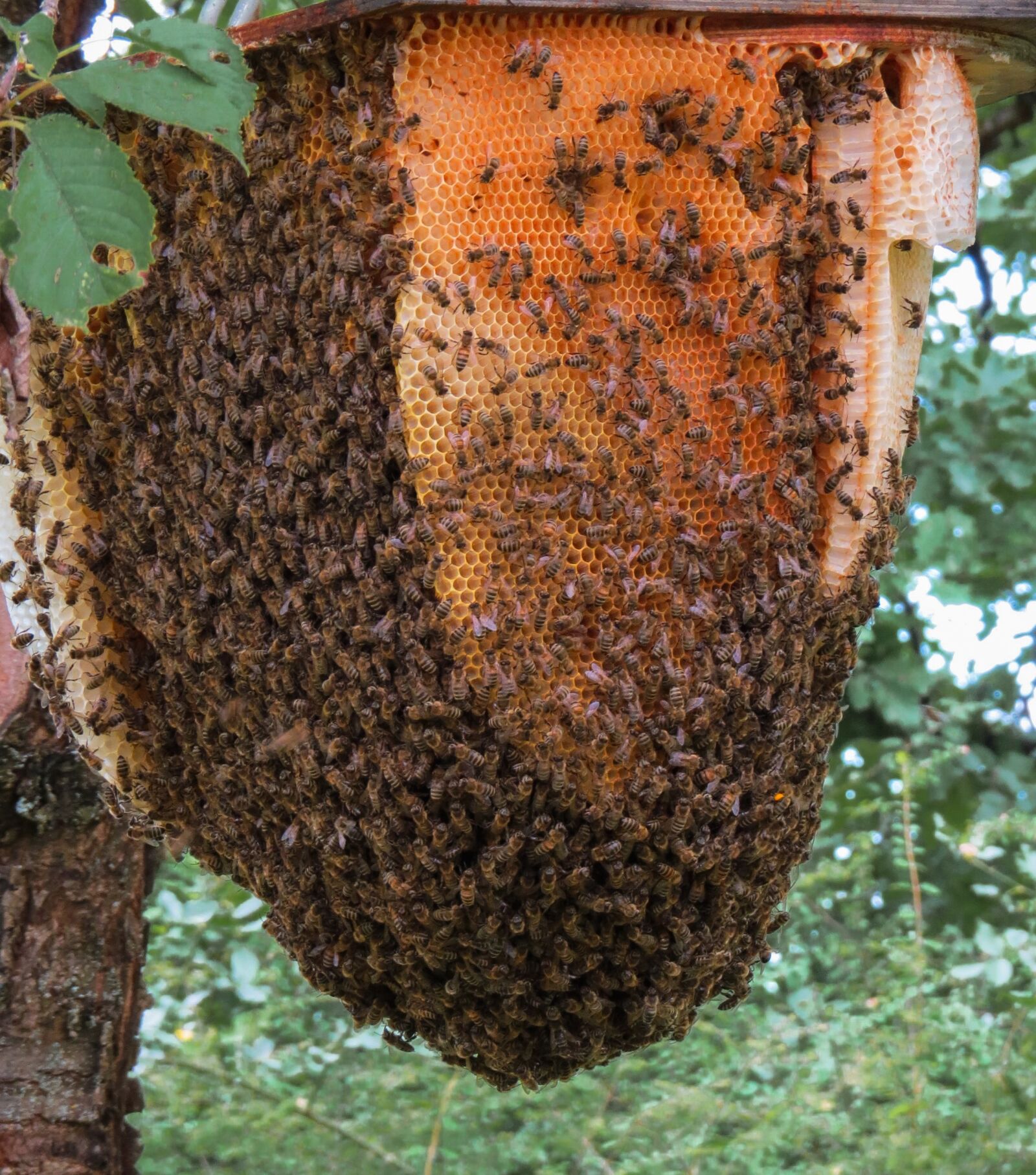 Canon PowerShot SX50 HS sample photo. Animal, insect, bee photography
