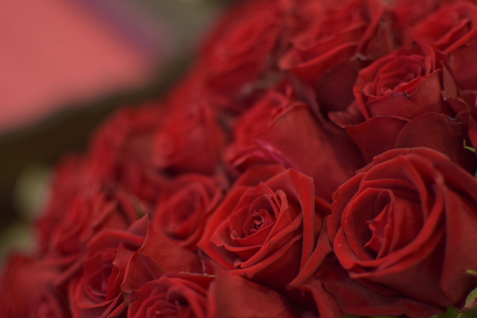 Nikon D5300 sample photo. Foppery, rose, flowers photography
