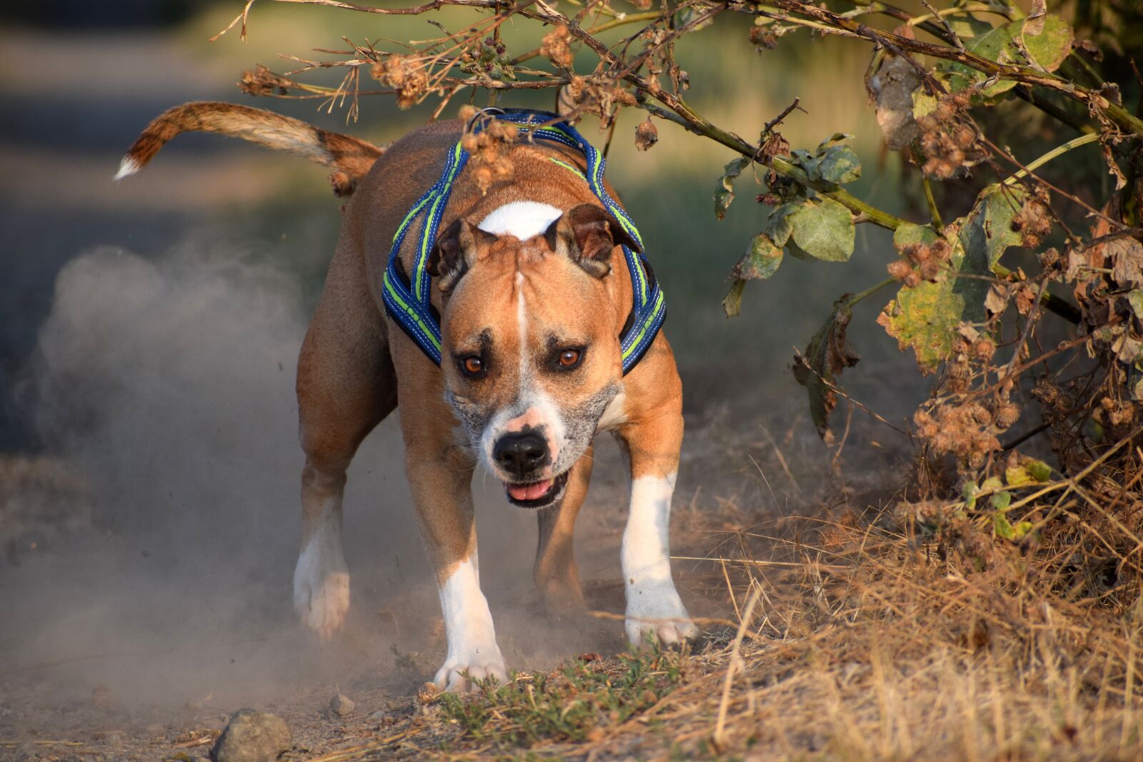 Nikon D5300 sample photo. American staffordshire terrier, amstaff photography