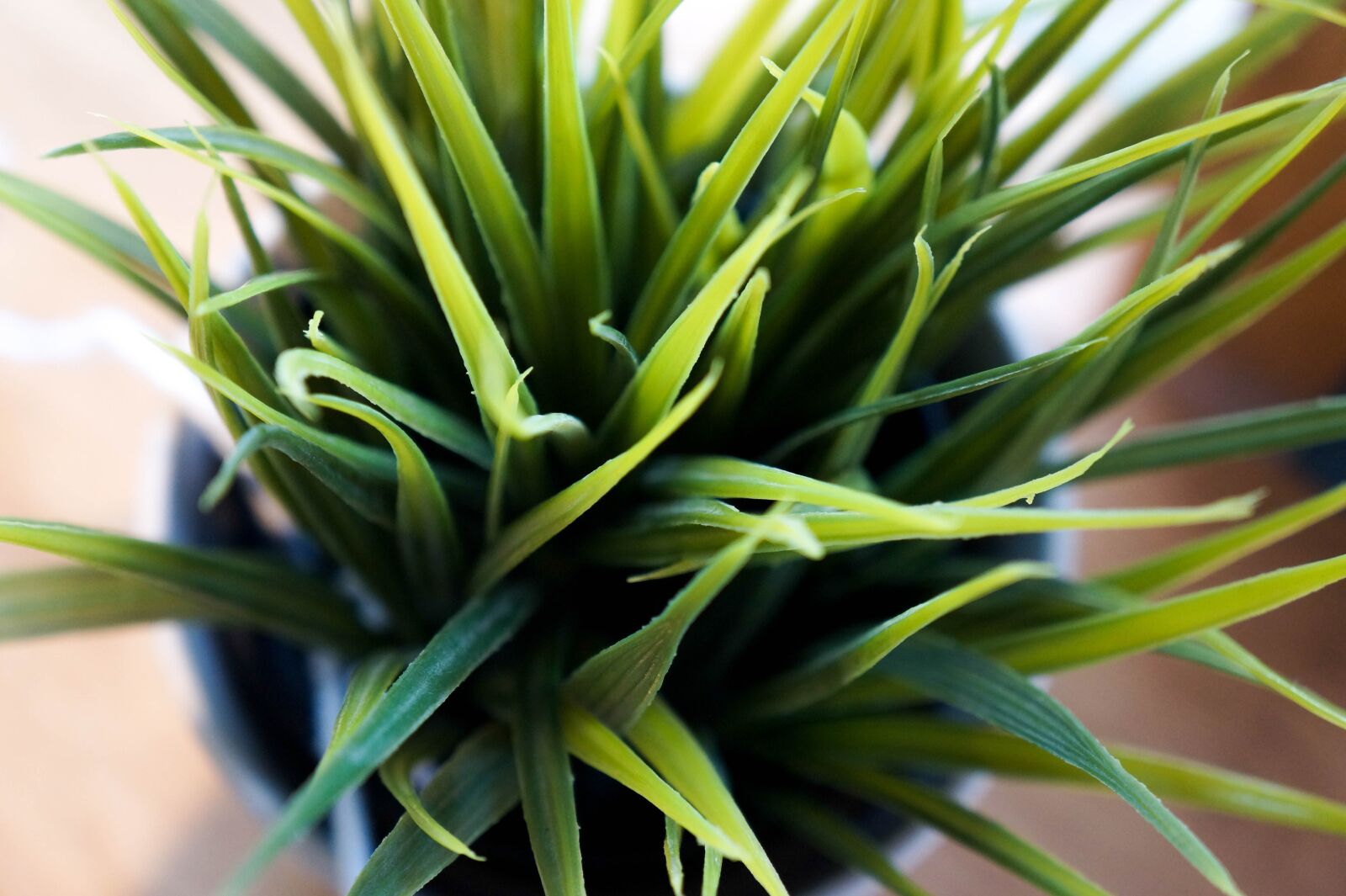 Sony Alpha a3000 sample photo. Flower pot, plant, decoration photography