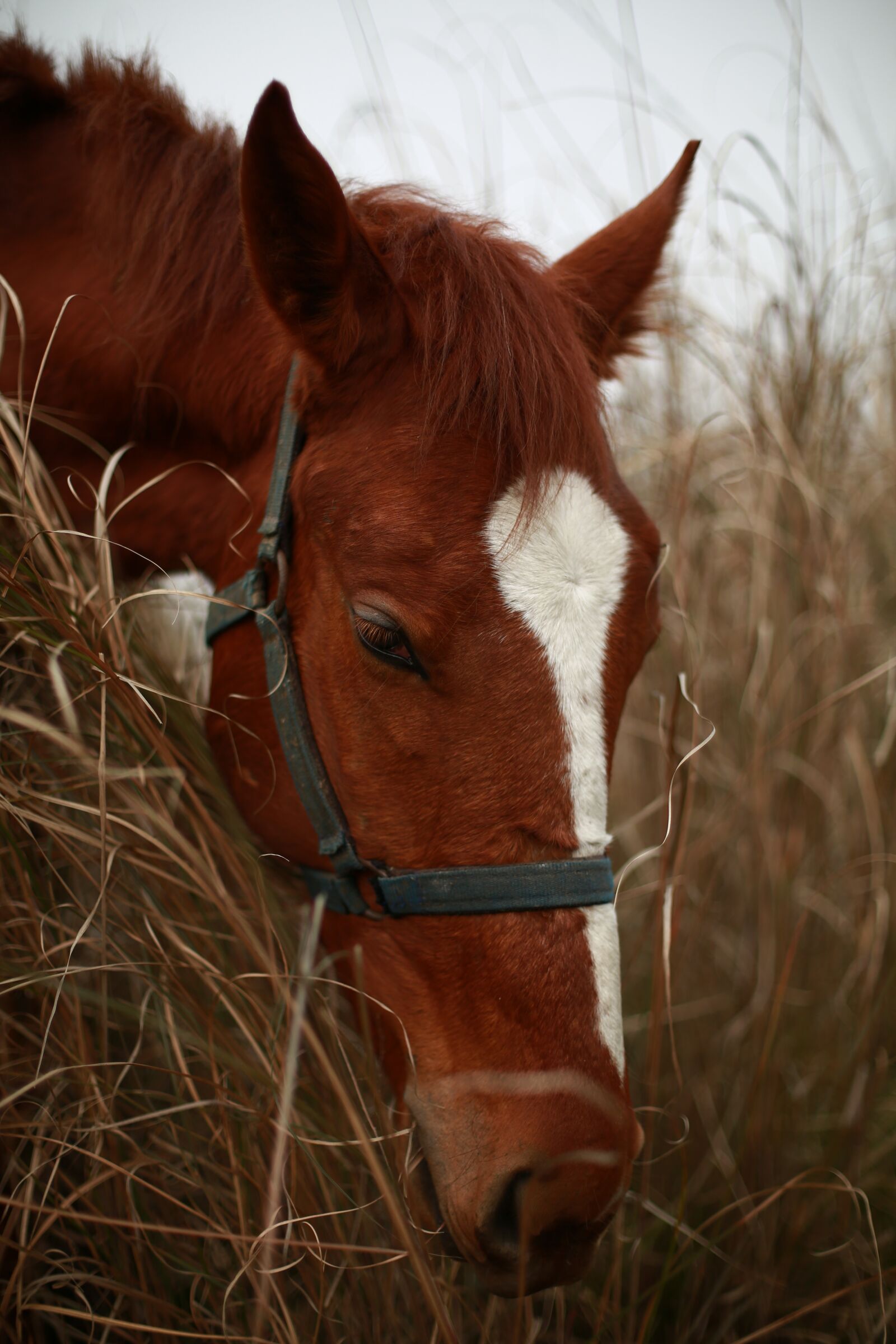 Canon EF 50mm F1.4 USM sample photo. Horse, hay, autumn photography