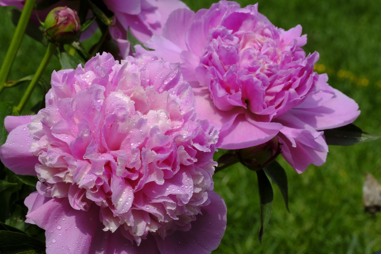 Fujifilm X-T2 + Fujifilm XF 80mm F2.8 R LM OIS WR Macro sample photo. Peony, rose, wet photography