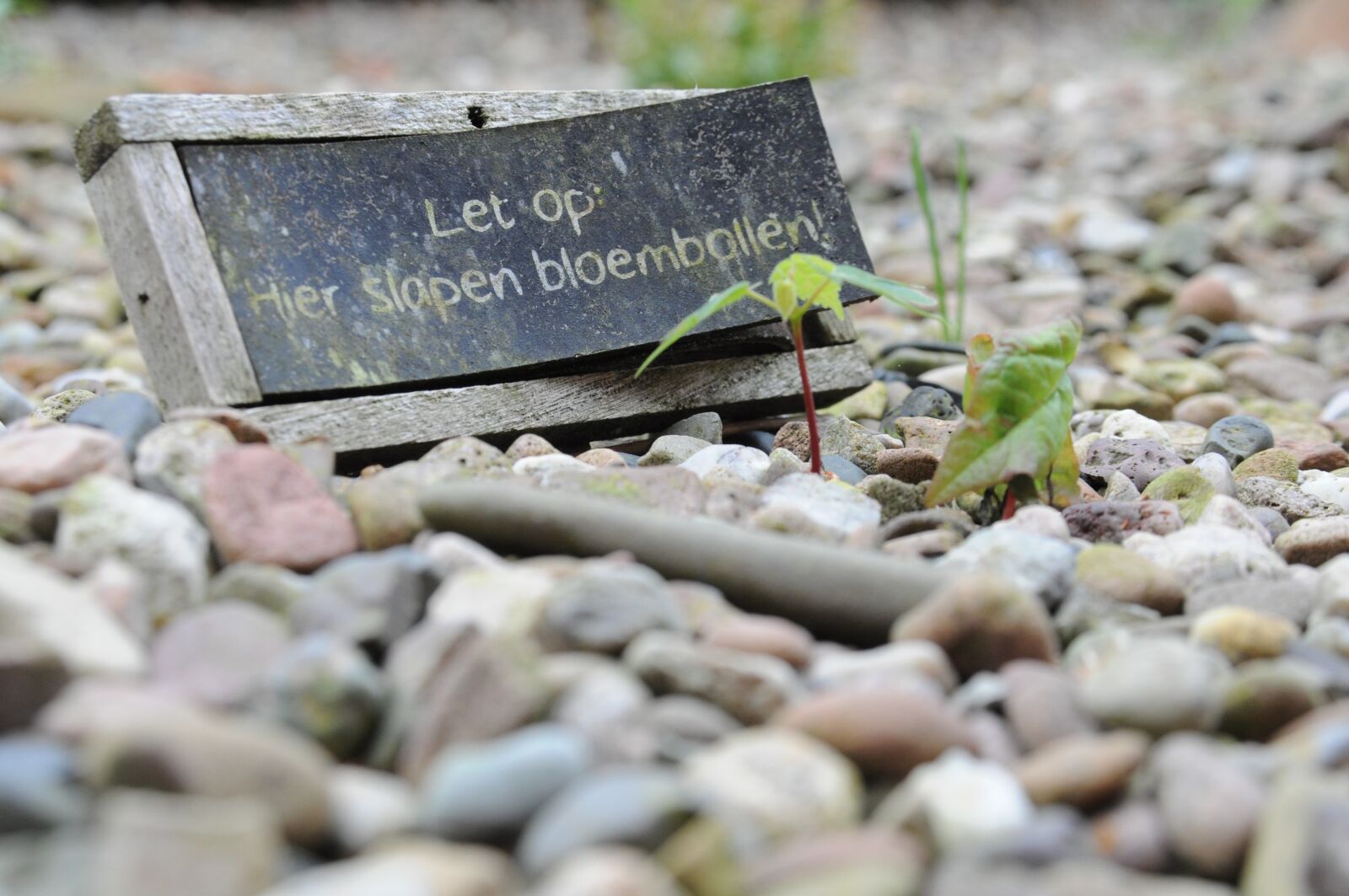 Nikon D5000 sample photo. Garden, show me, signs photography