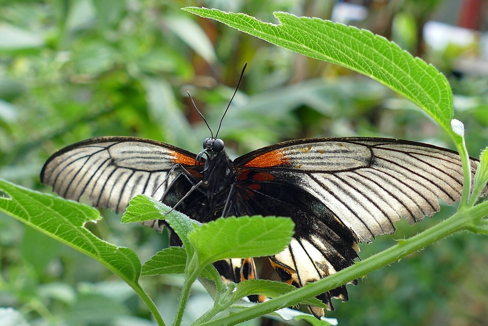 Panasonic Lumix DMC-FZ1000 sample photo. Butterflies, insects, butterfly photography