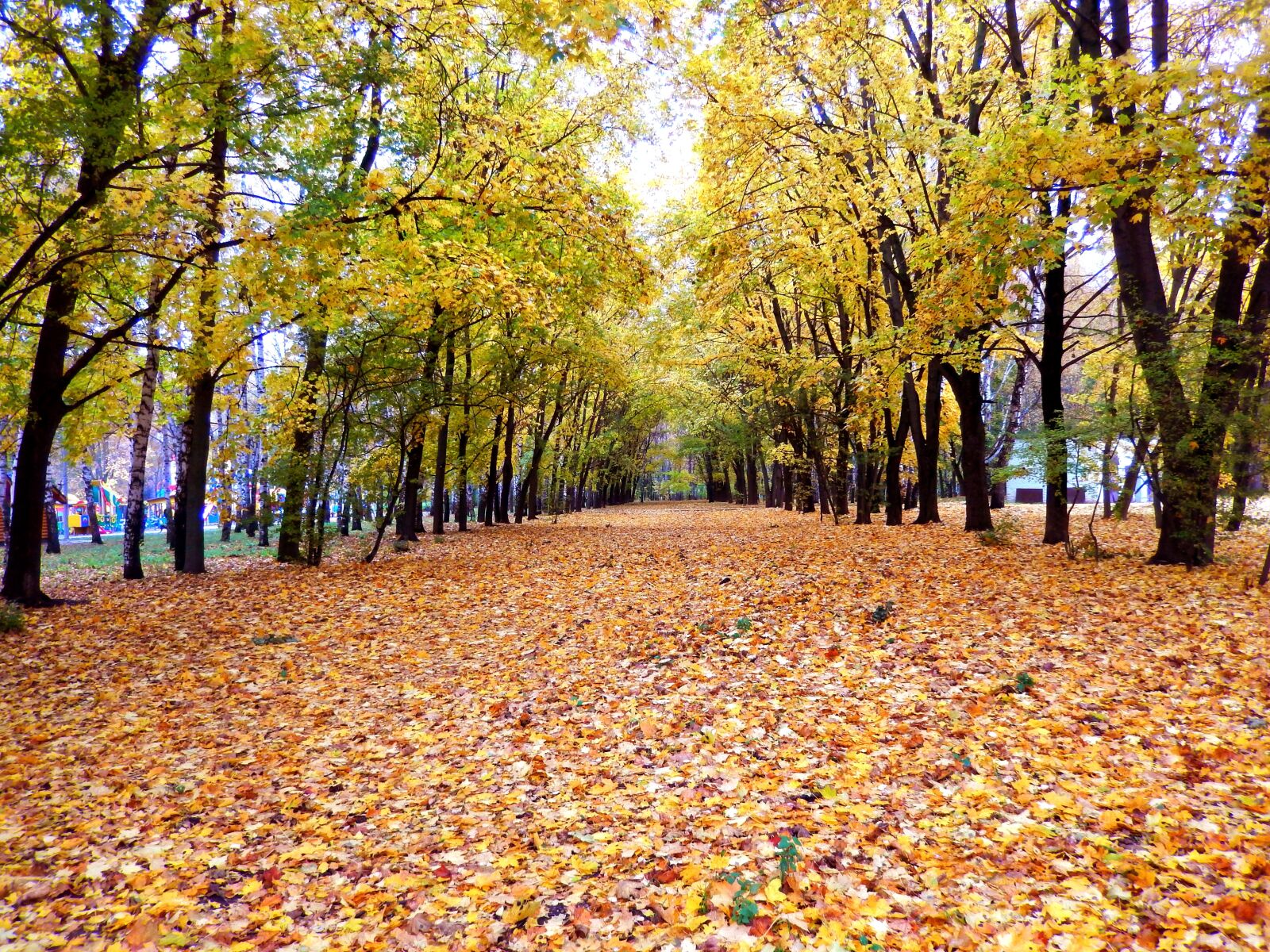 Nikon Coolpix S9500 sample photo. Autumn, leaves, autumn leaves photography