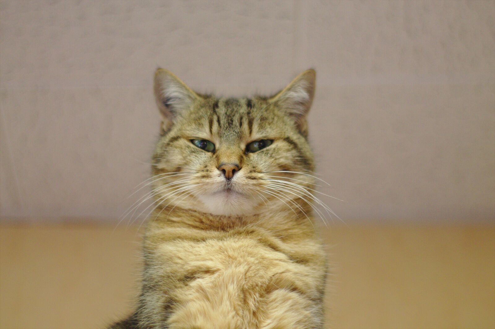 Canon EOS 1100D (EOS Rebel T3 / EOS Kiss X50) sample photo. Cat, tabby, fur photography