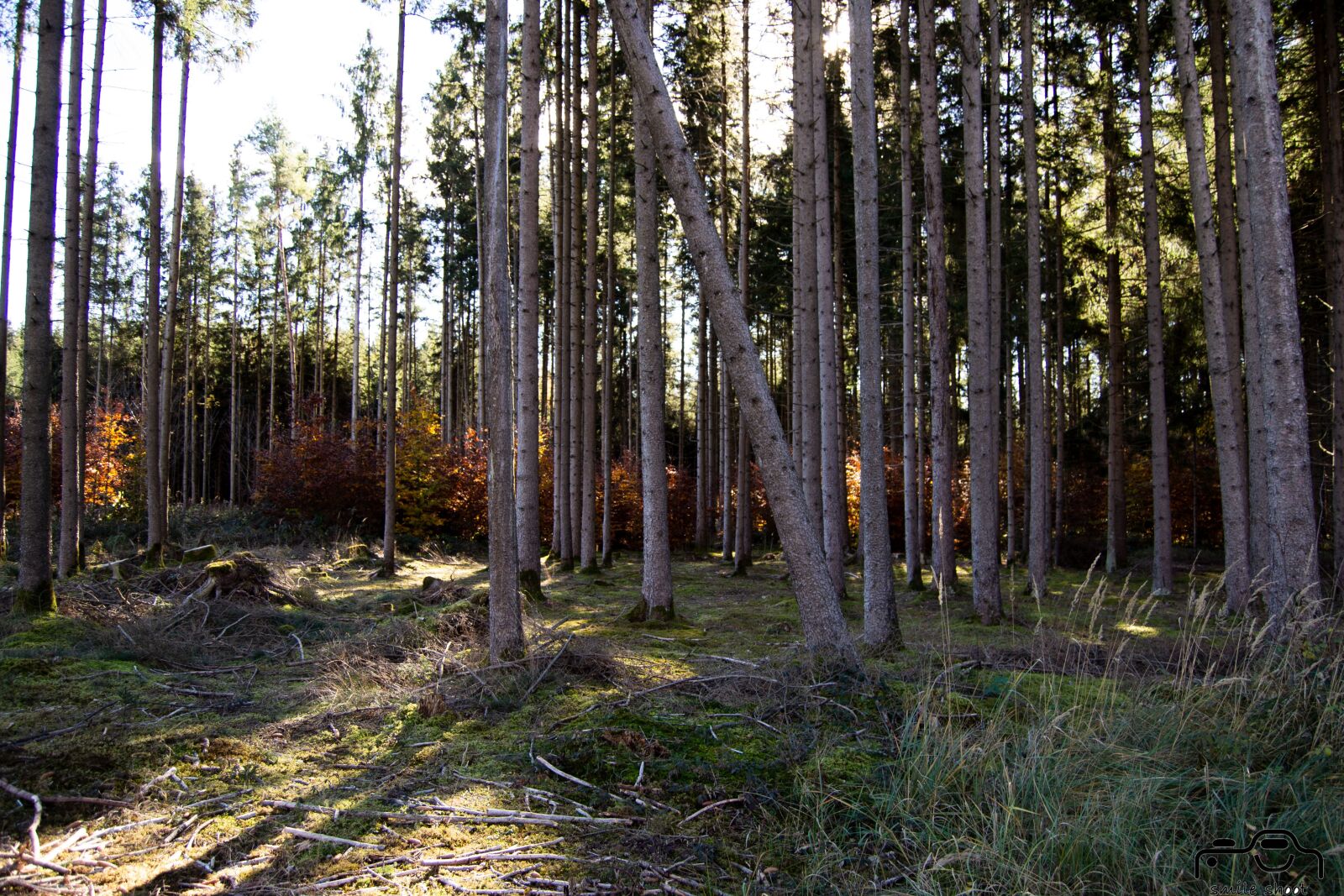 Nikon D3100 sample photo. Forest, nature, landscape photography