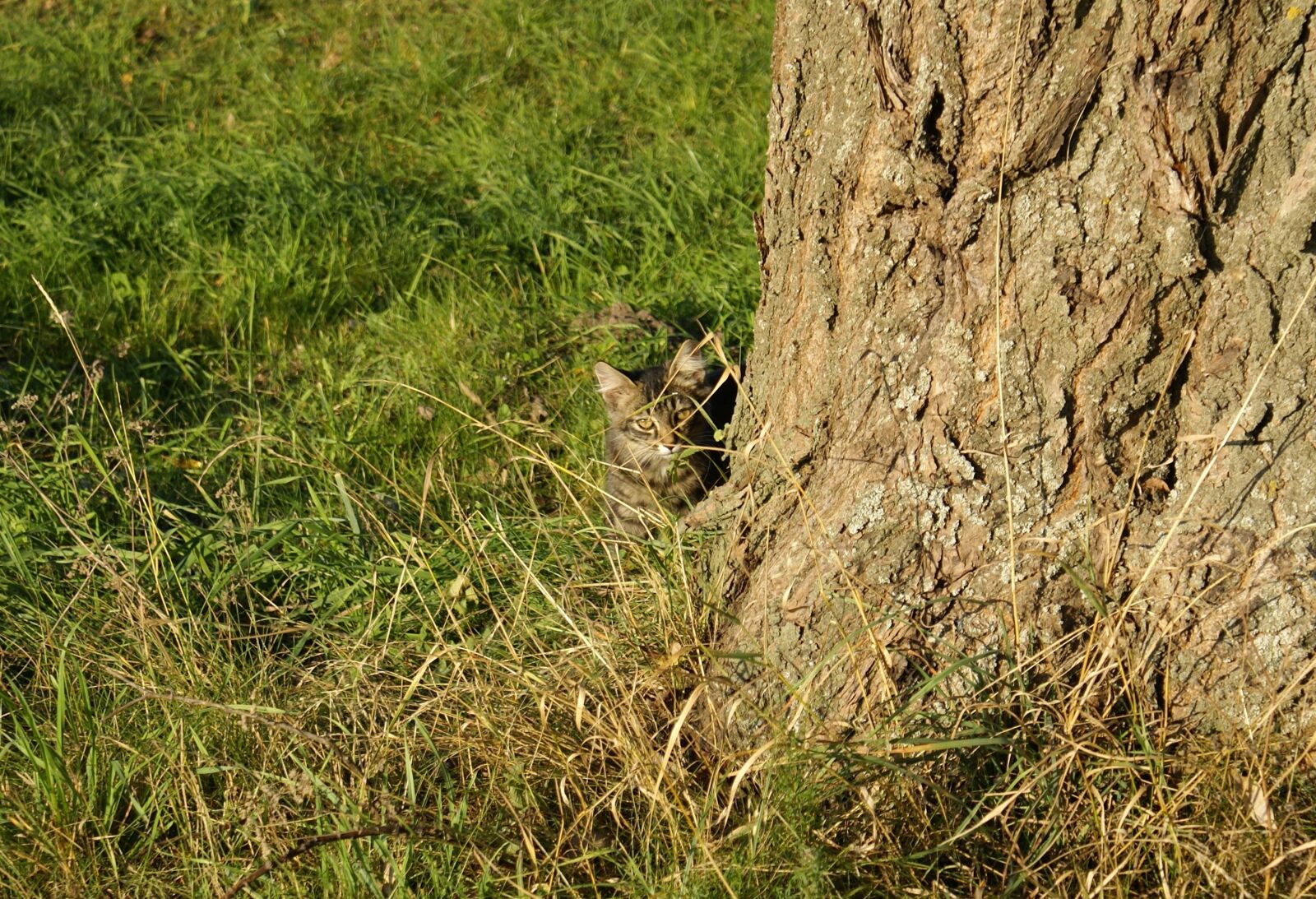 Sony Alpha DSLR-A100 sample photo. Cat, green, nature photography