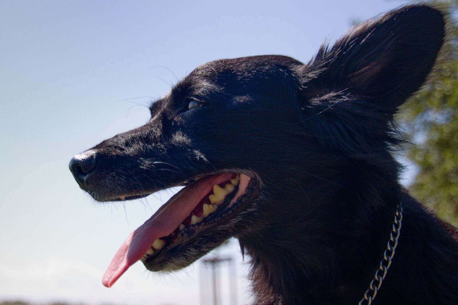 Canon EOS 760D (EOS Rebel T6s / EOS 8000D) sample photo. Dog, sweetheart, animal photography