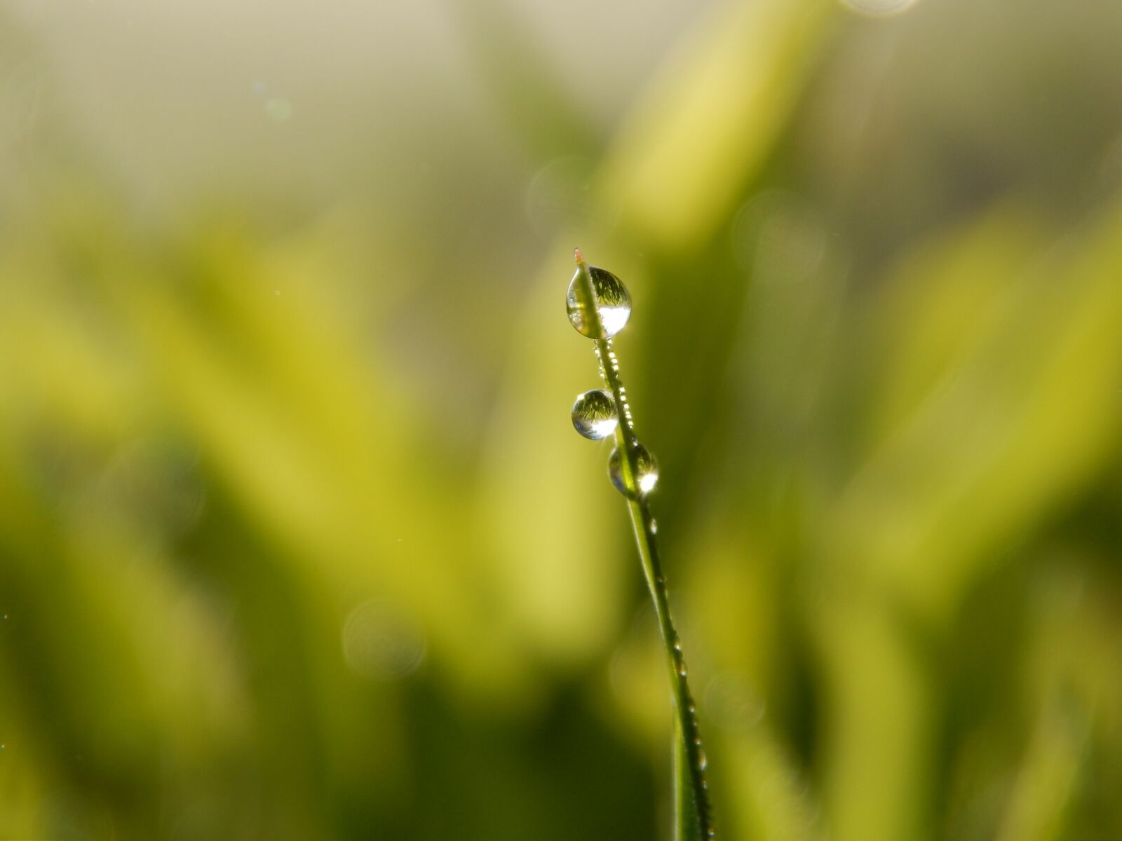 Nikon Coolpix L820 sample photo. Green, grass, nature photography