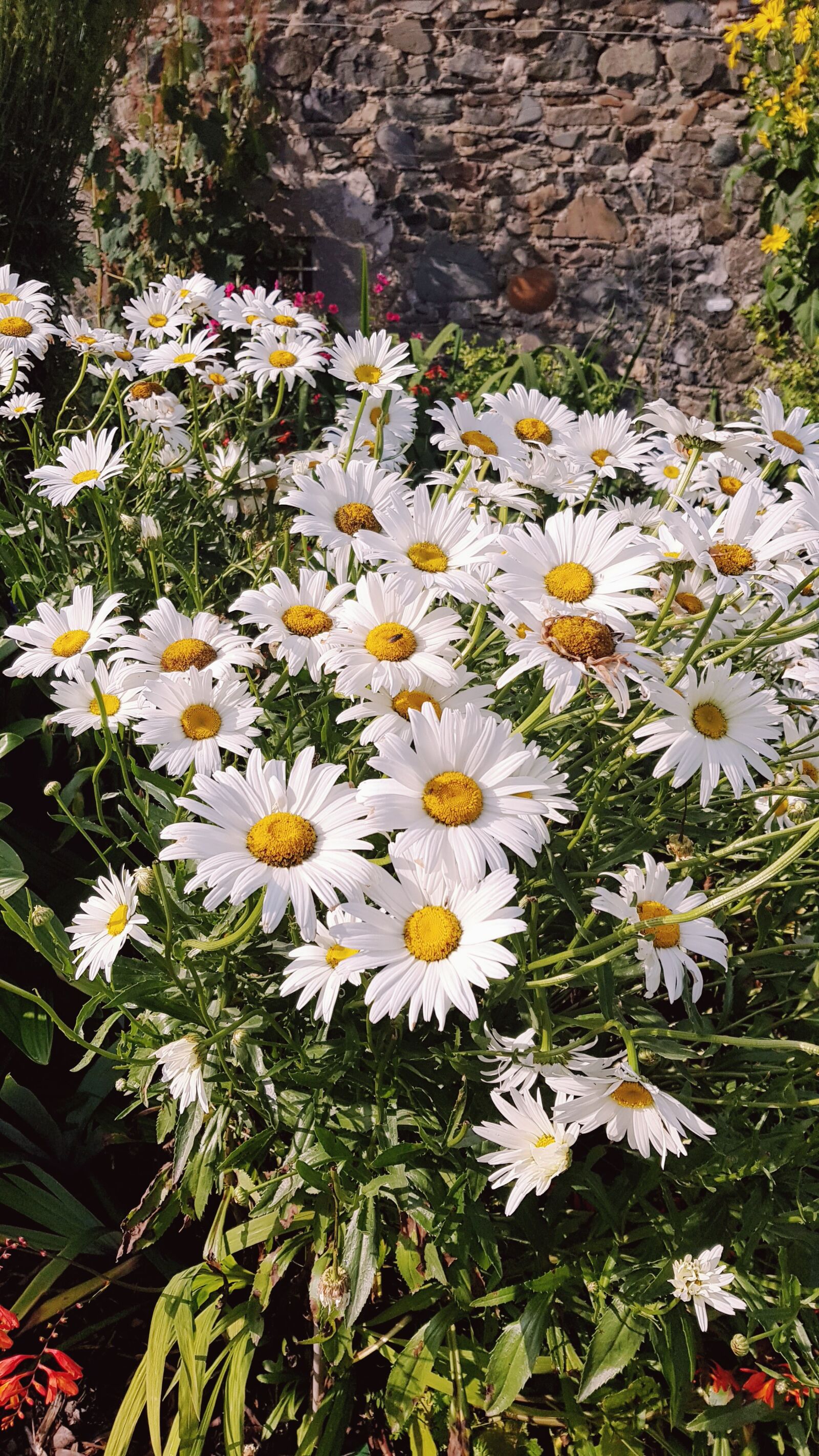 Samsung Galaxy S8 sample photo. Flowers, margaritas, spring photography