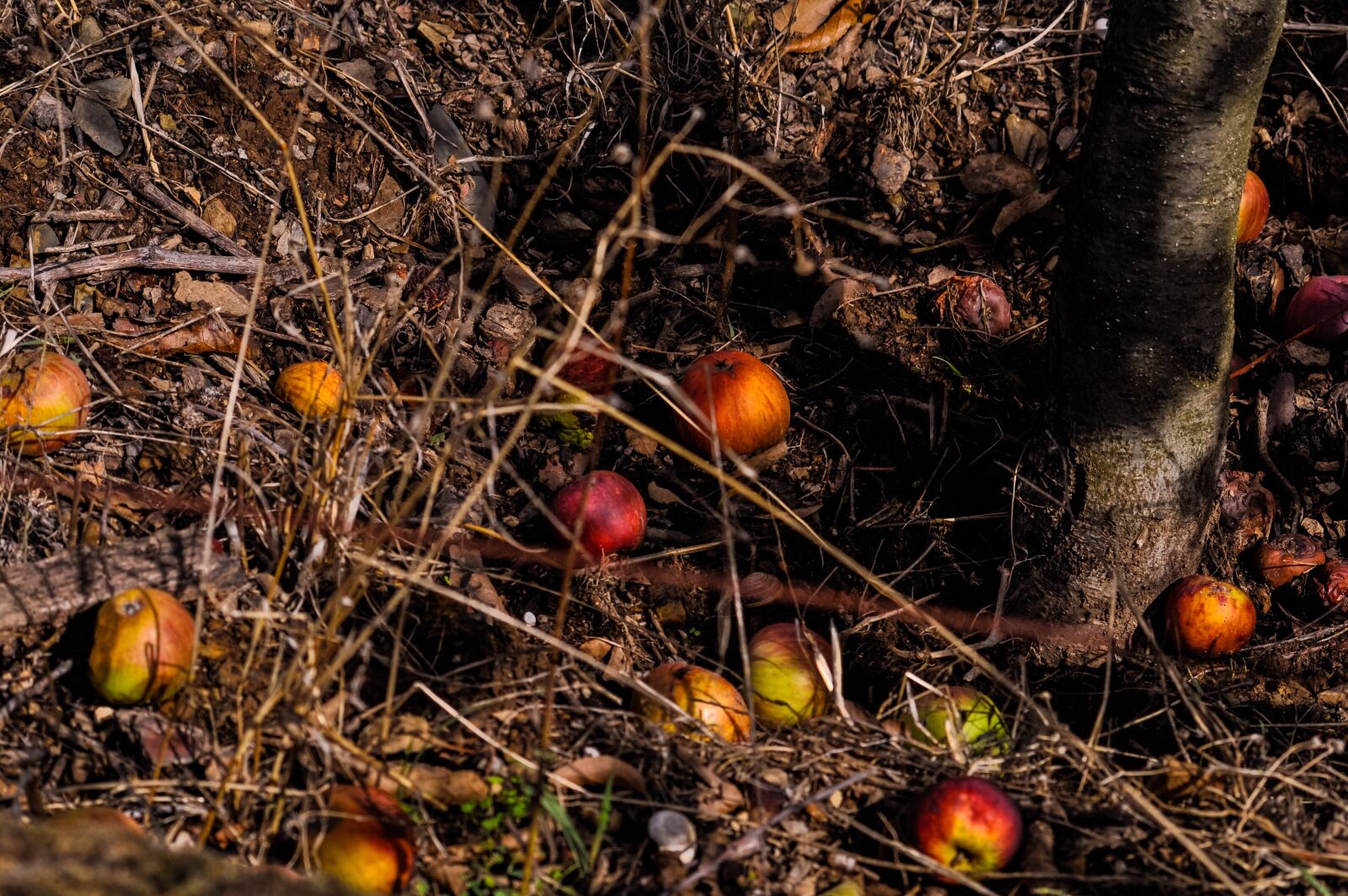 Nikon D90 sample photo. Apples, fall, wind fall photography