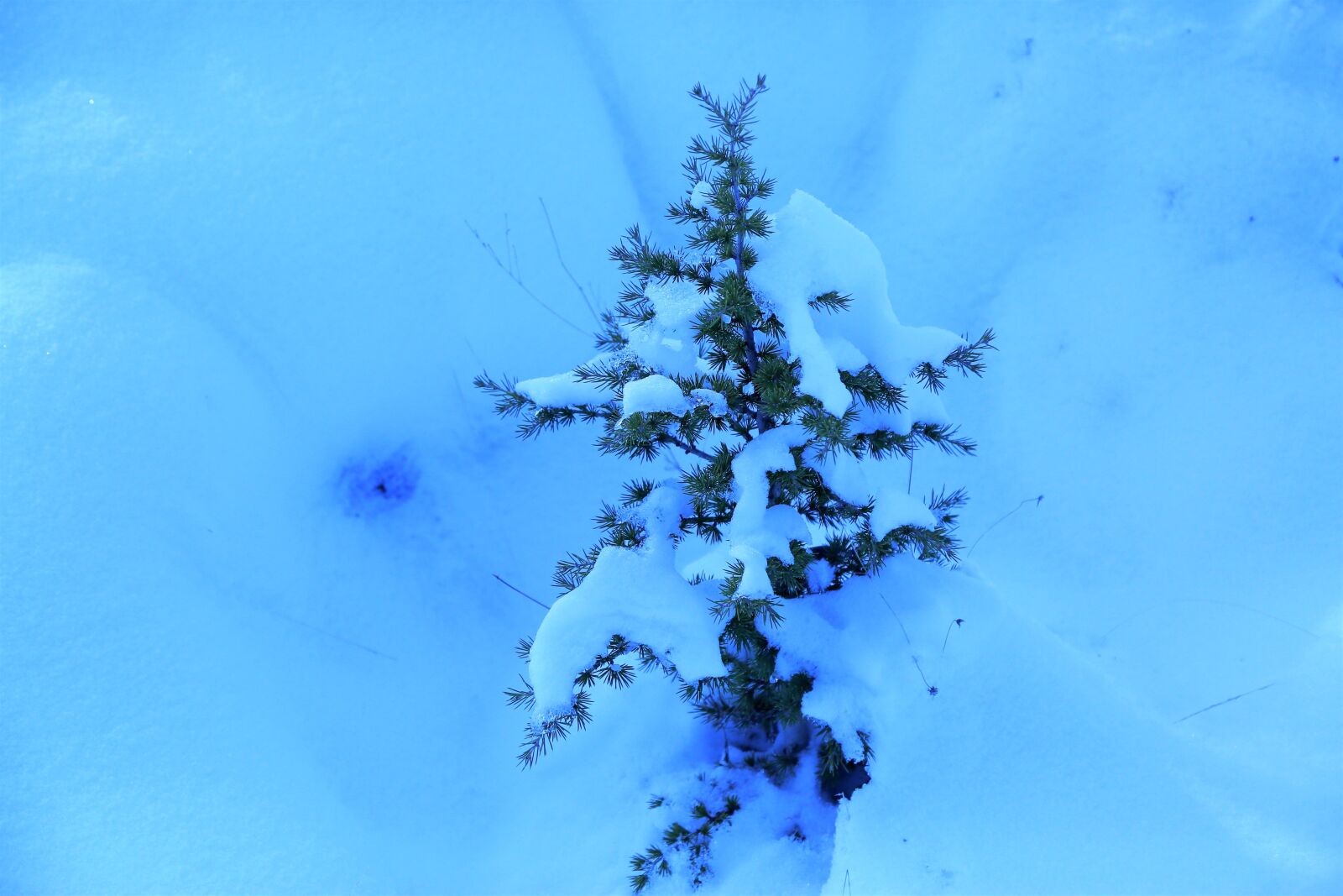 Canon EF 24-105mm F4L IS USM sample photo. Snow, winter, pine photography