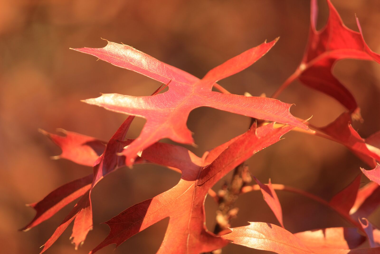 Canon EOS 600D (Rebel EOS T3i / EOS Kiss X5) sample photo. Leaves, nature, fall photography