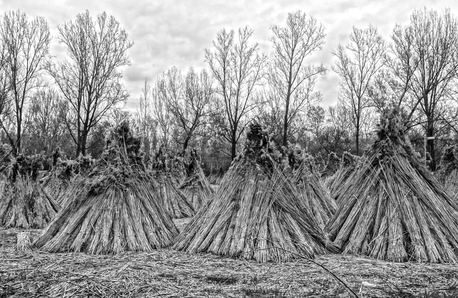 Sony Cyber-shot DSC-HX50V sample photo. Reed, reed stack, nature photography