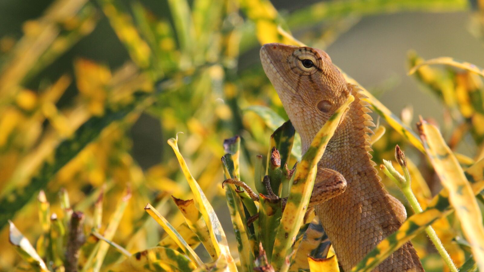 Canon EOS 60D + Canon EF-S 55-250mm F4-5.6 IS STM sample photo. Chameleon, nature, animals photography