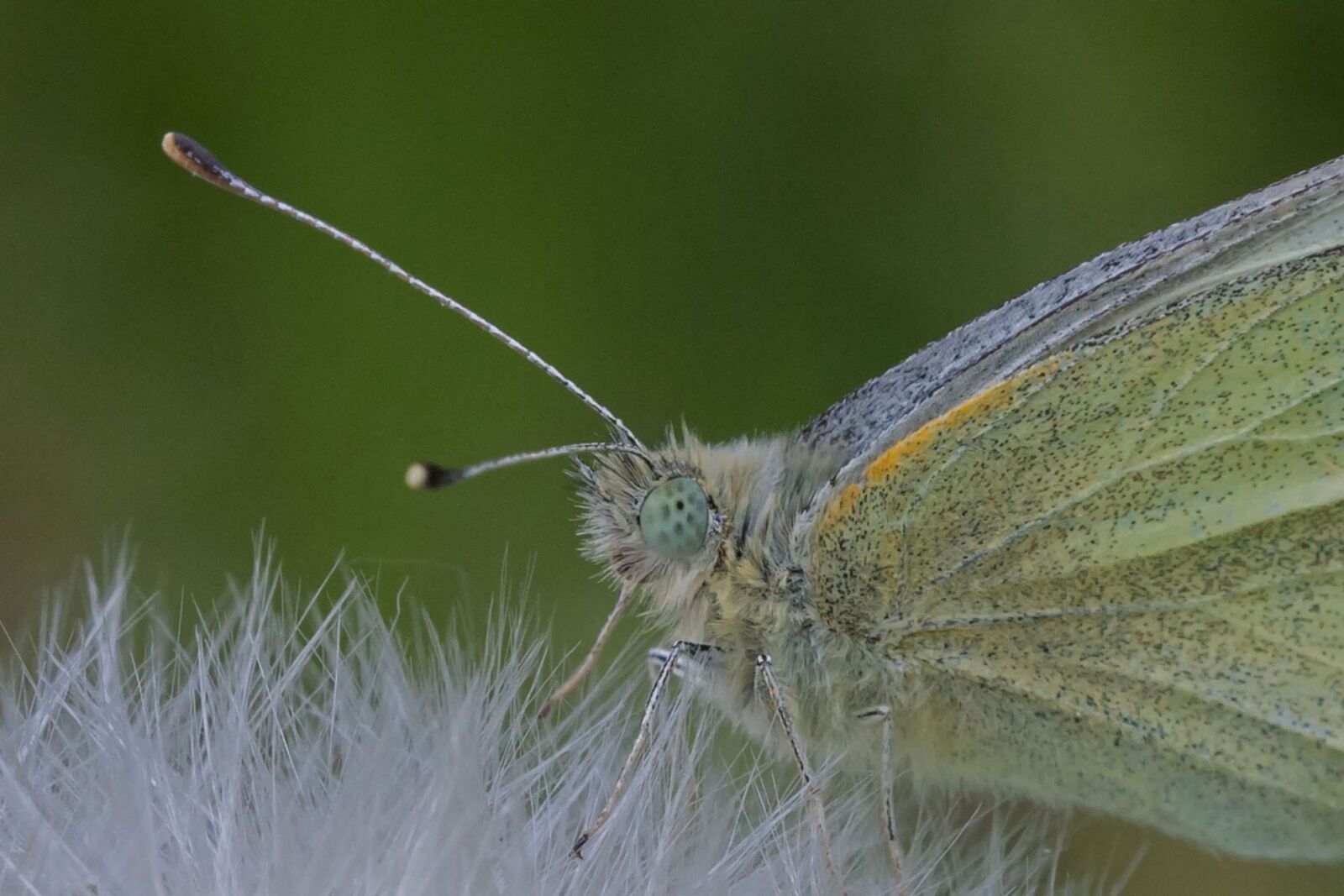 Canon EOS 40D sample photo. Butterfly, dandelion, macro photography