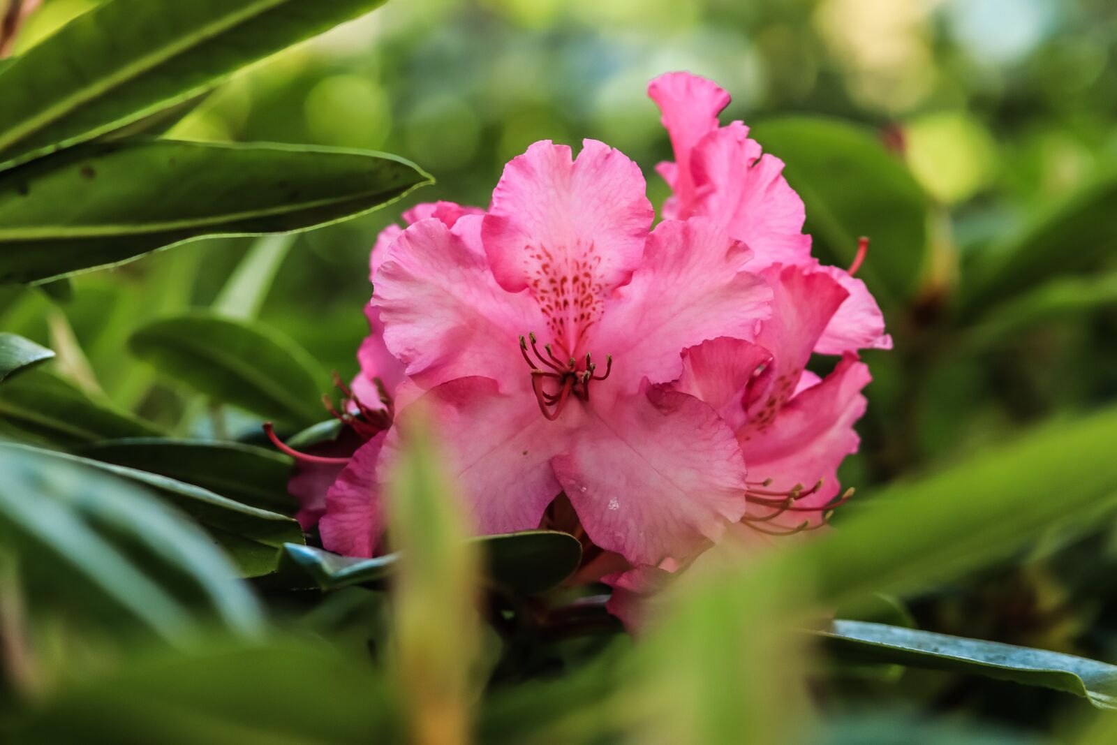 Canon EOS 200D (EOS Rebel SL2 / EOS Kiss X9) sample photo. Rhododendron, pink, green photography