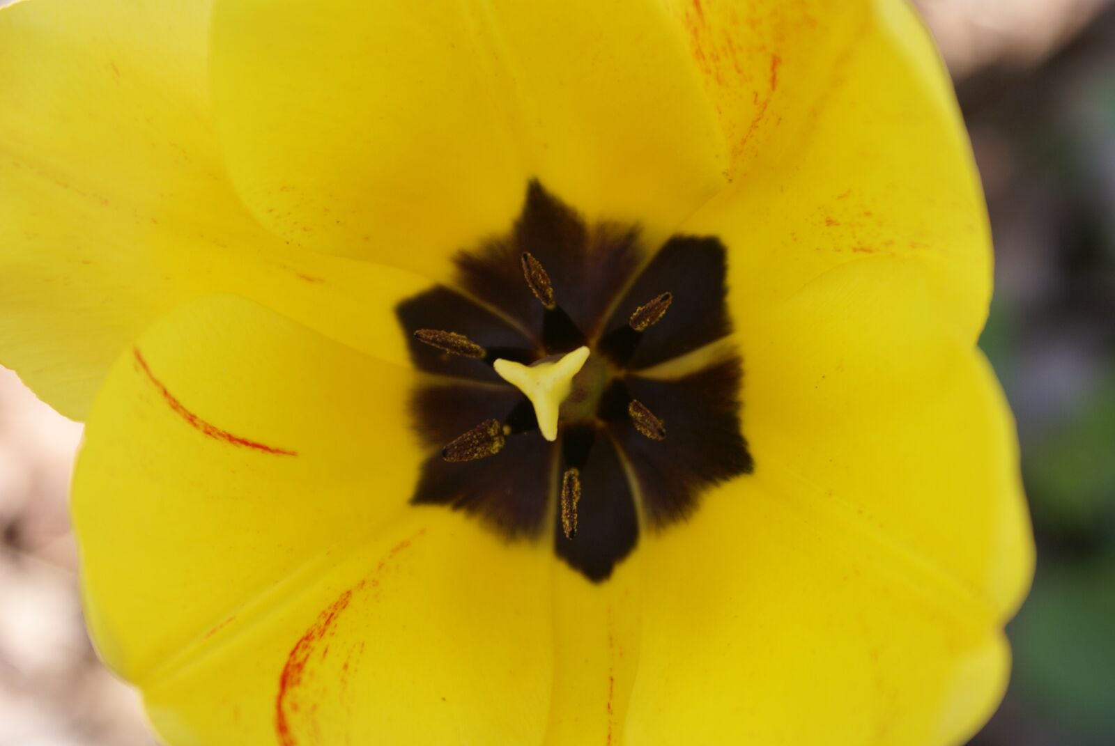 Sony Alpha DSLR-A100 sample photo. Tulip, yellow, flower photography