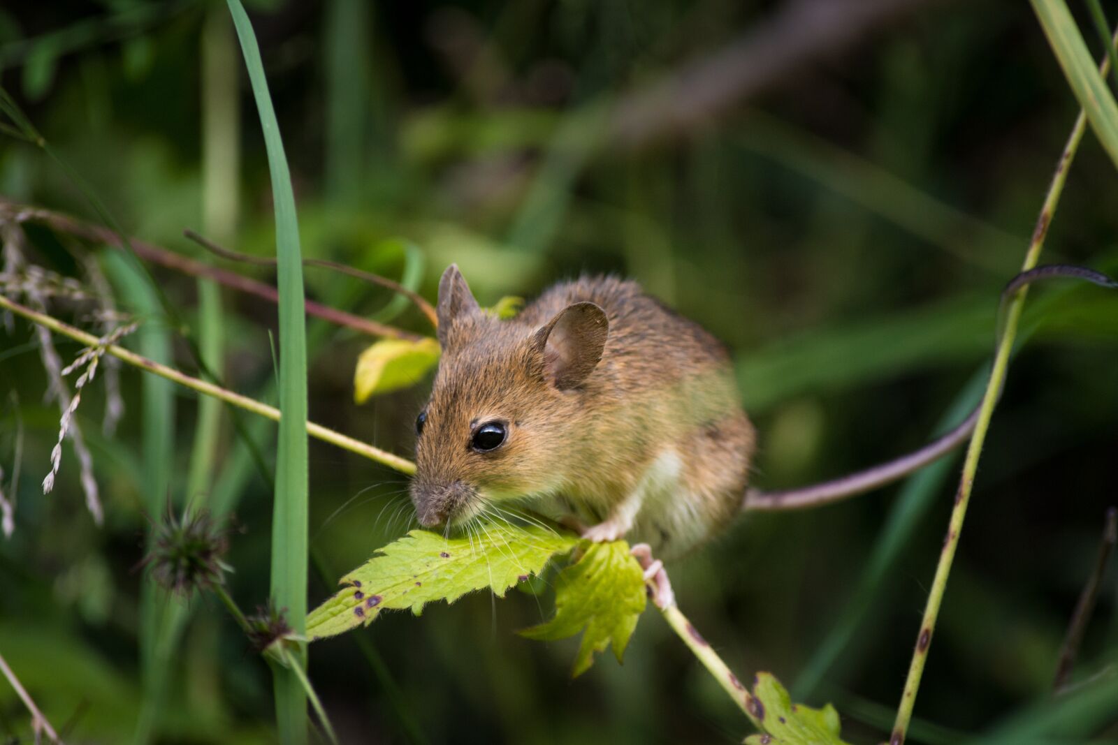 Nikon D7200 sample photo. Mouse, close up, fur photography