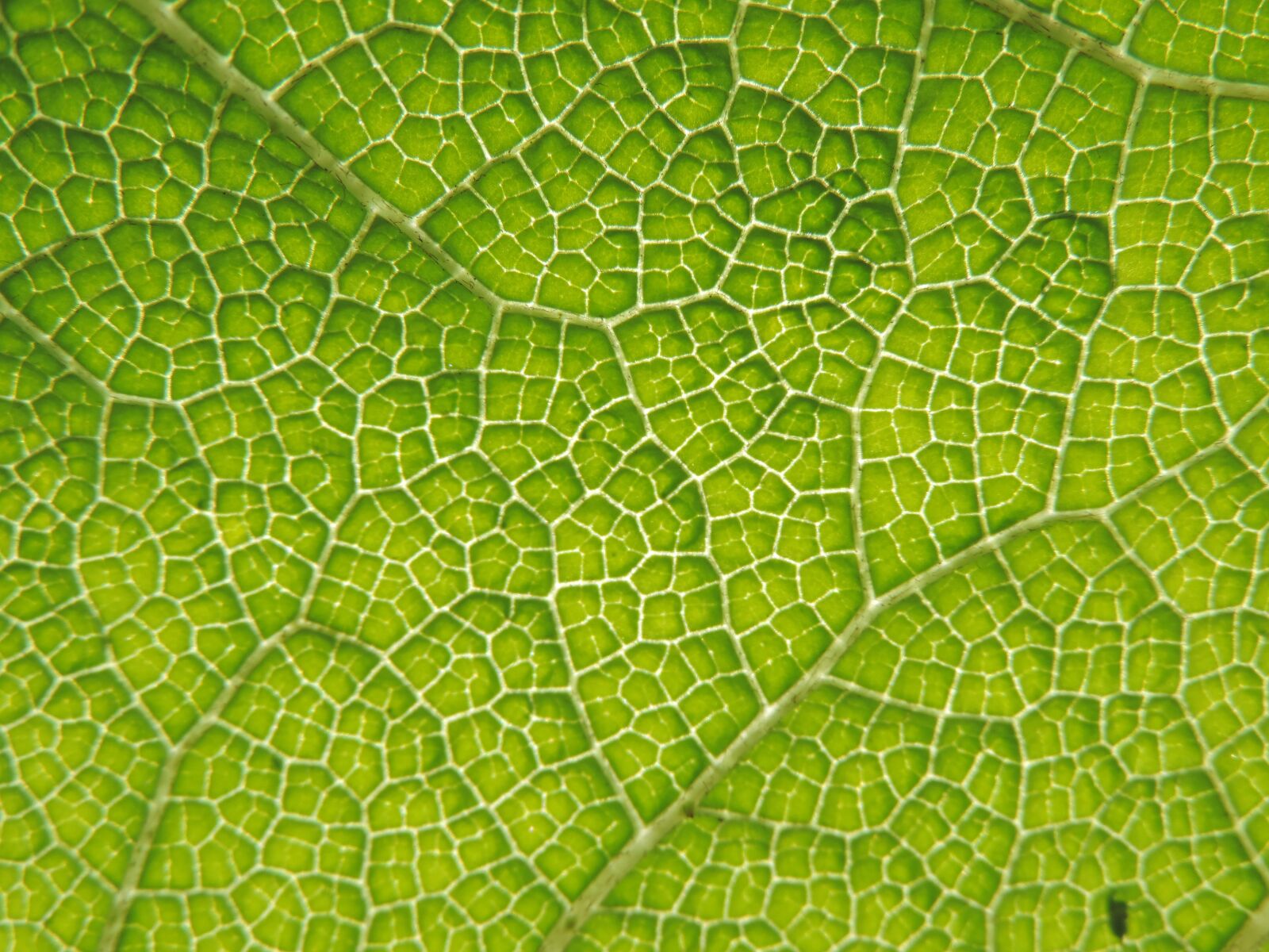 Nikon Coolpix P520 sample photo. Leaf, nerves, green photography
