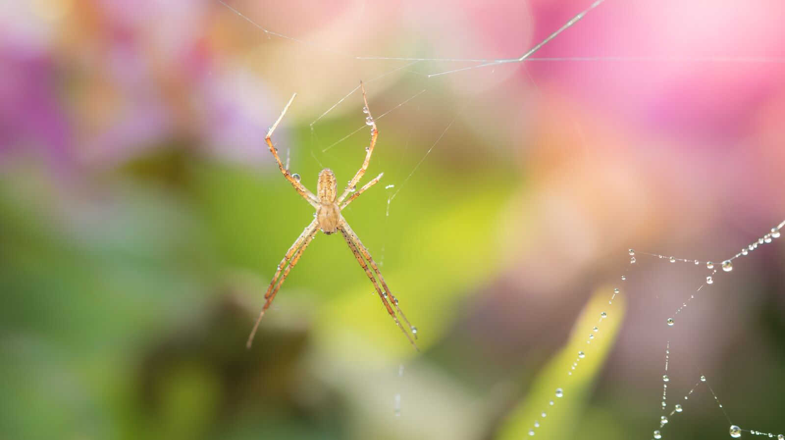 Sony ILCA-77M2 + 105mm F2.8 sample photo. Wespenspin, bug, spider photography