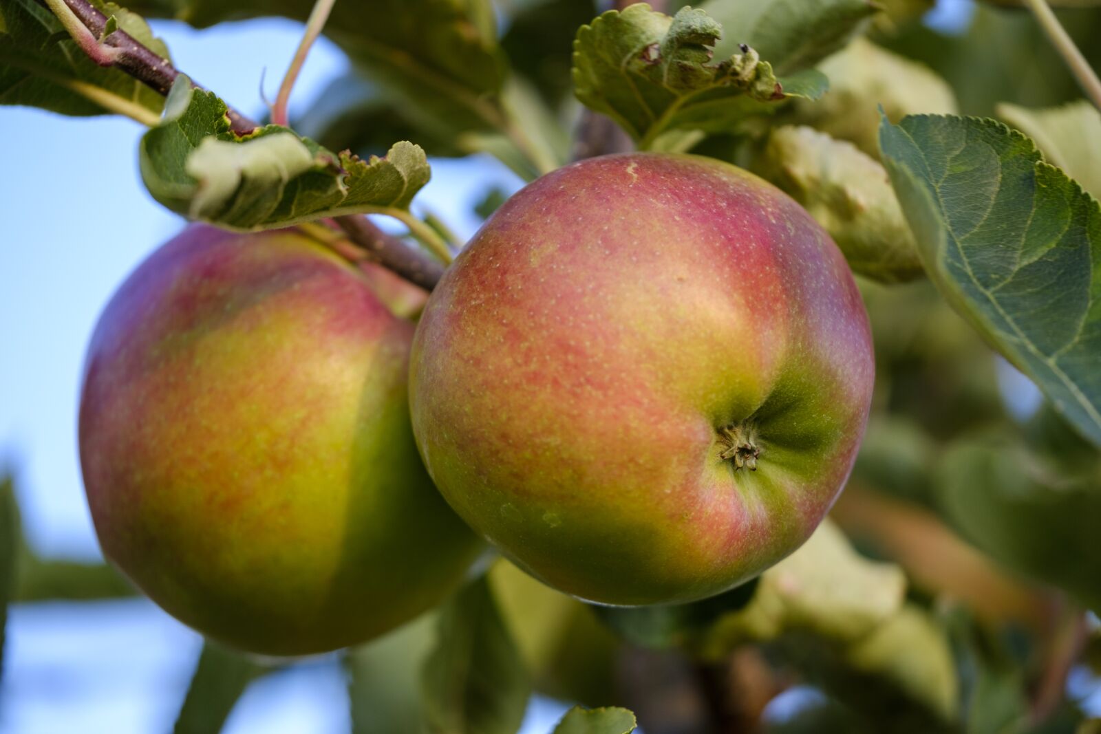 Fujifilm X-T2 + Fujifilm XF 80mm F2.8 R LM OIS WR Macro sample photo. Apple, fruit, pome fruit photography