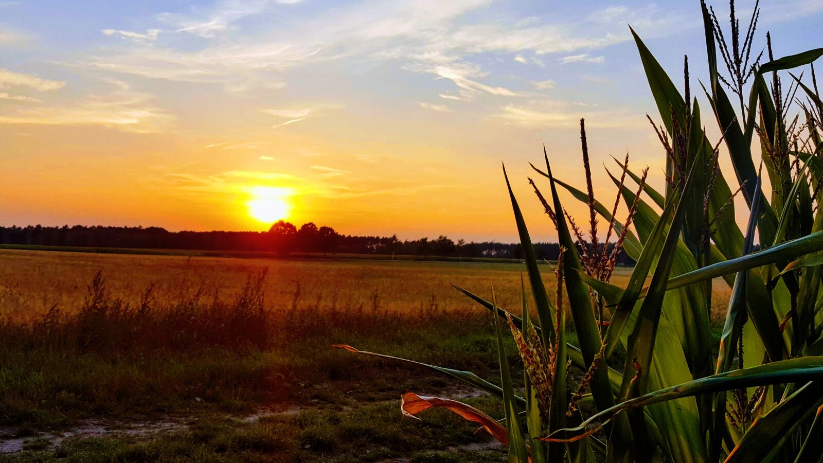 Samsung Galaxy S6 sample photo. Sunset, cornfield, nature photography