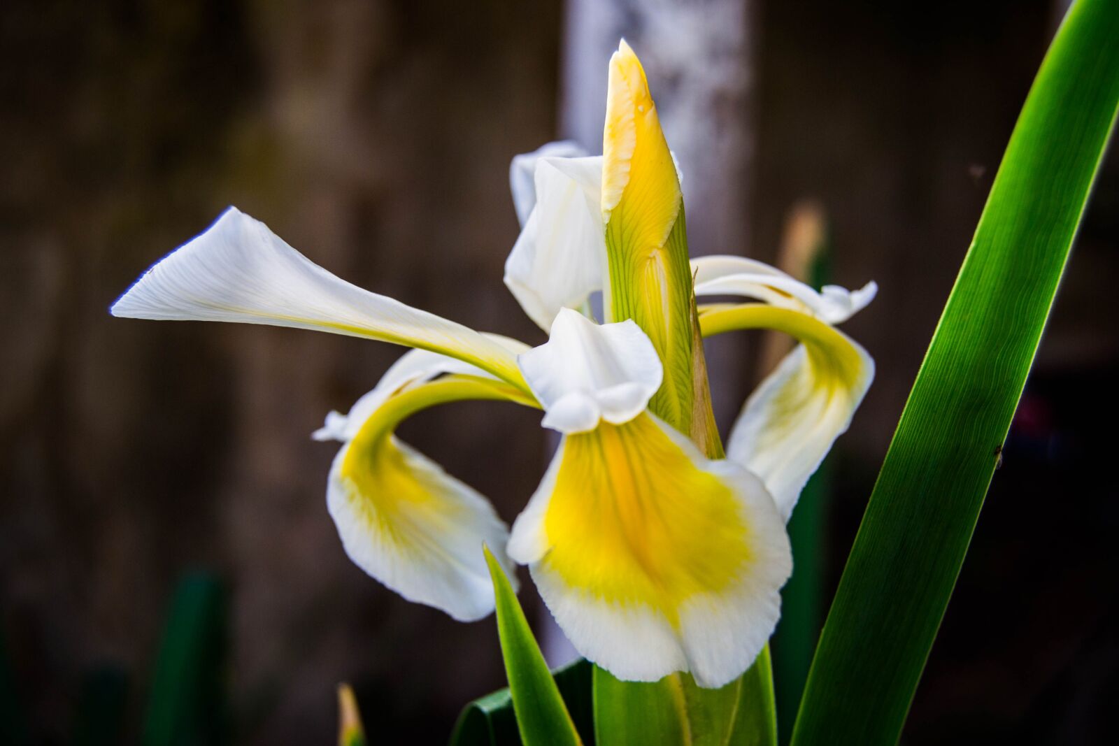 Nikon D3100 sample photo. Lilly, flower, nature photography