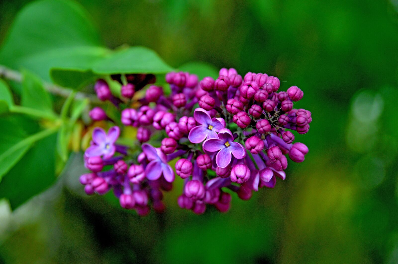 Nikon D3200 sample photo. Flieder, blüte, duft photography