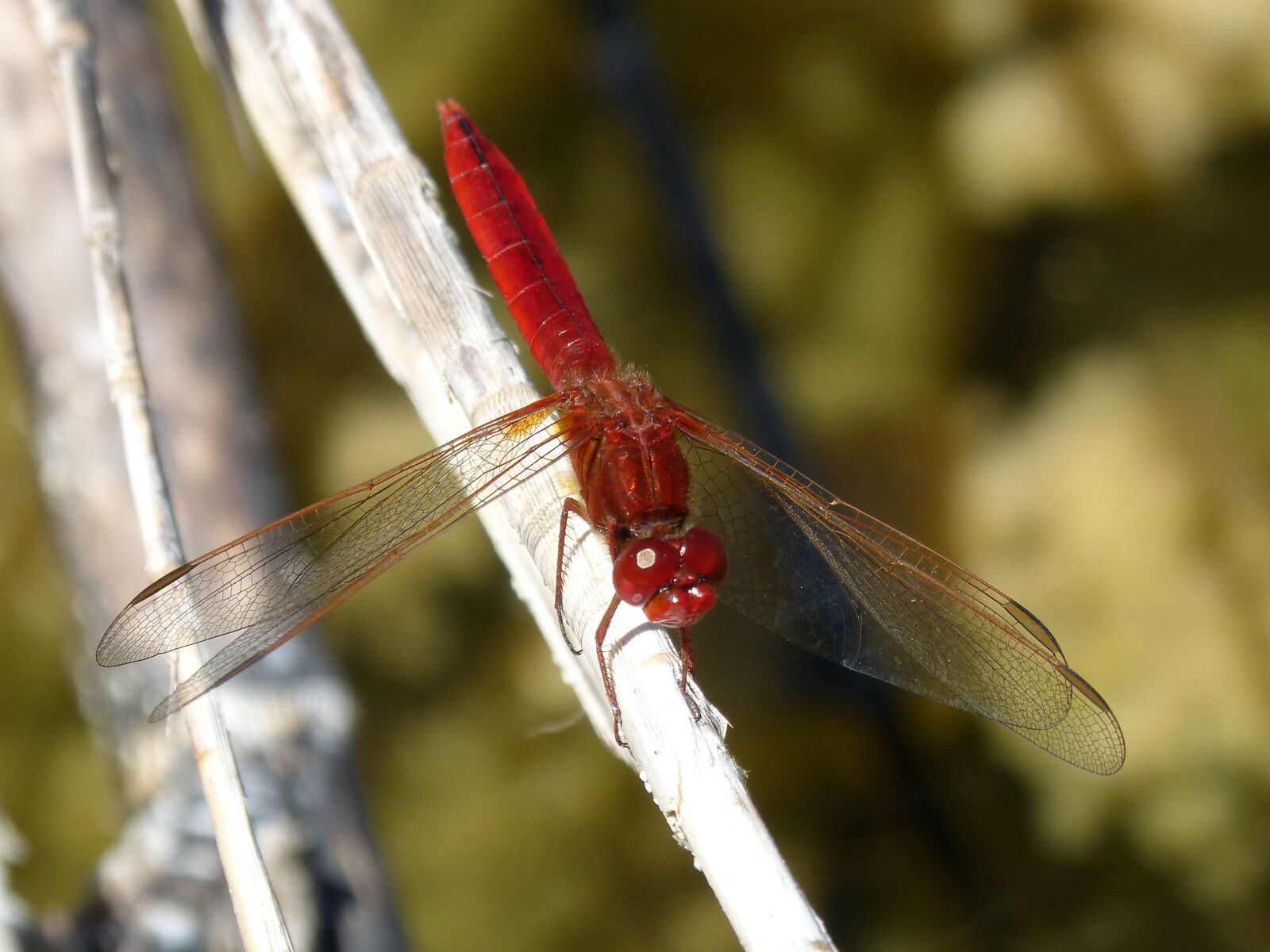 Panasonic DMC-FZ62 sample photo. Red dragonfly, dragonfly, branch photography