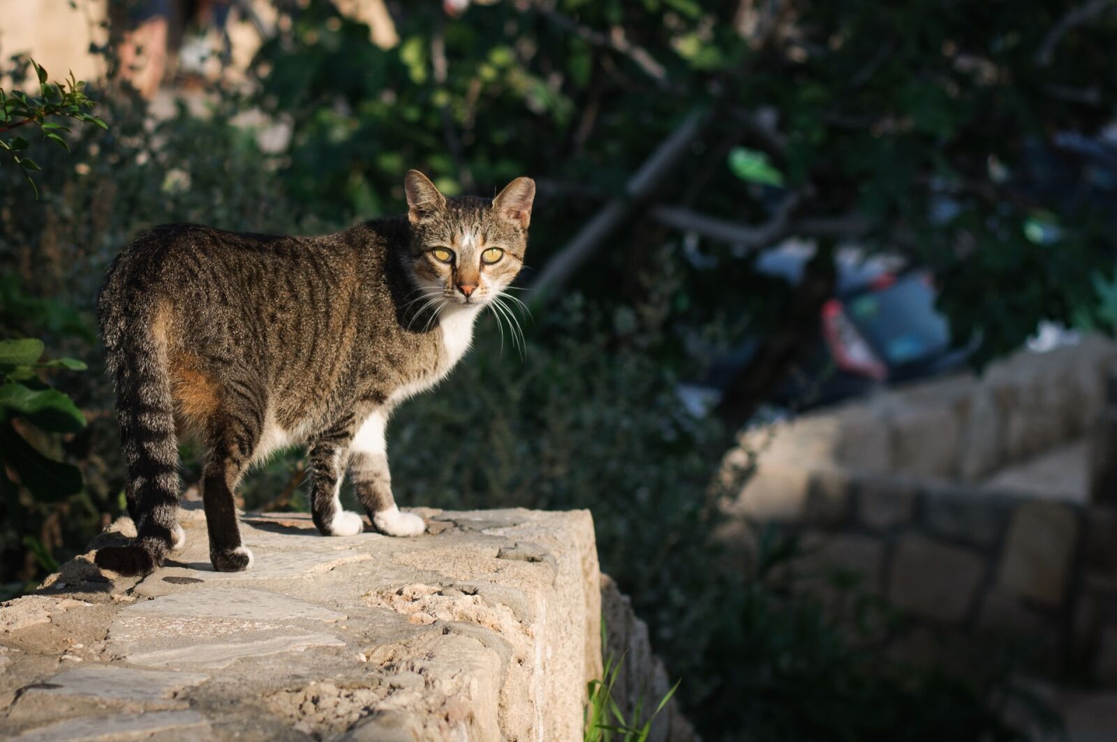 Nikon D90 sample photo. Cat, feline, pet photography