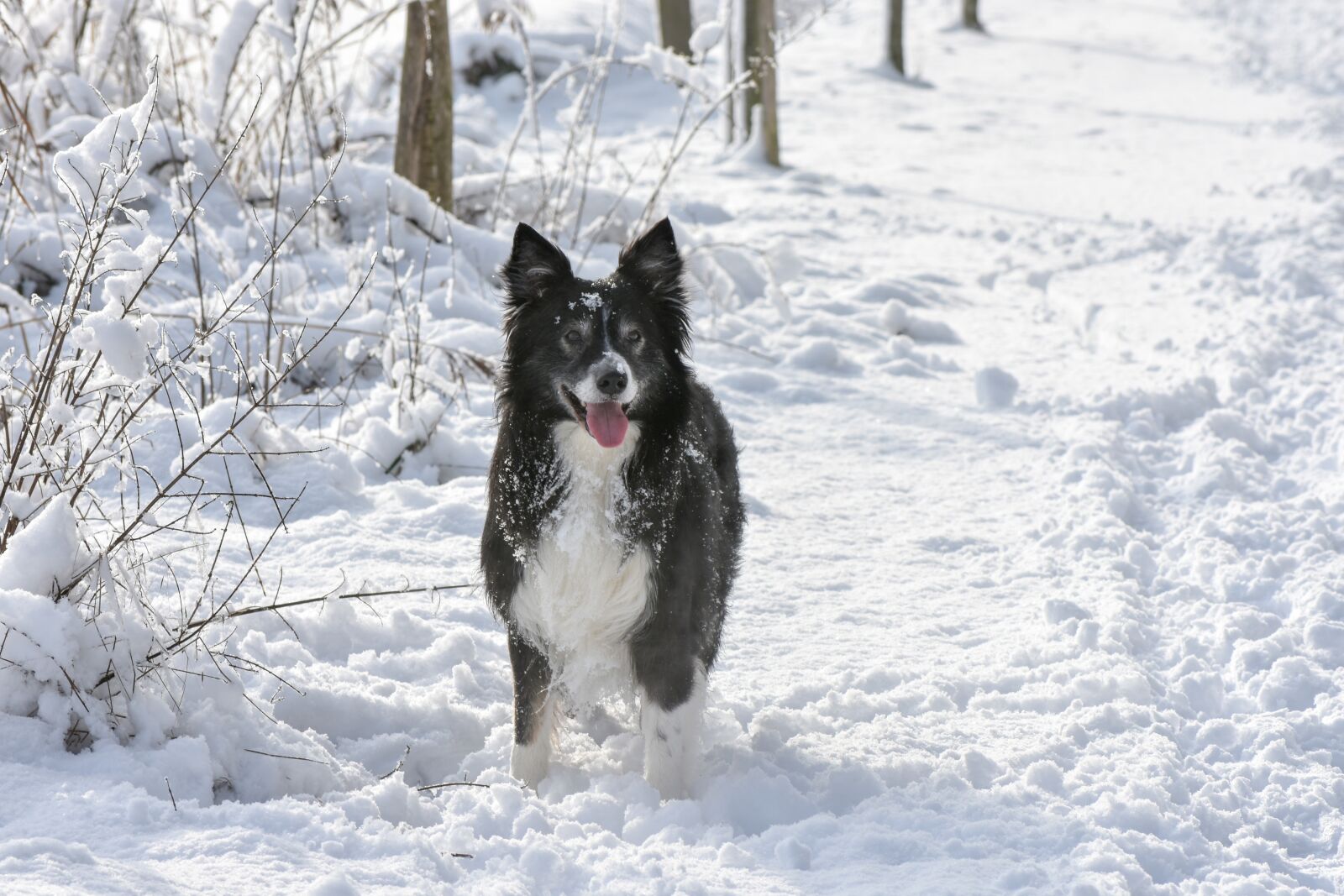 Nikon D7200 sample photo. Snow, dog, border photography