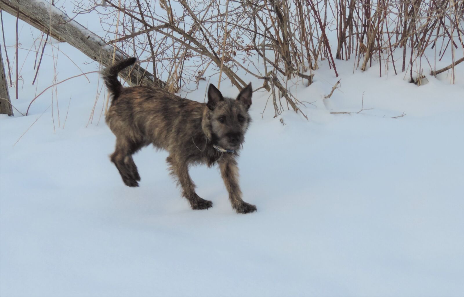 Nikon Coolpix P520 sample photo. Dog, terrier, puppy photography