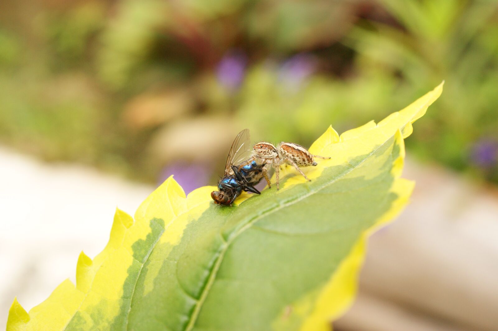 Sony Alpha DSLR-A390 sample photo. Images, area, kettle photography