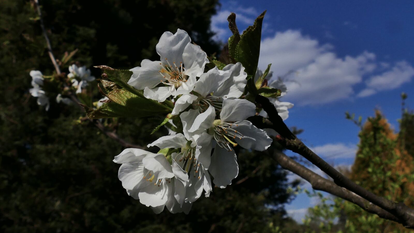 Panasonic Lumix DMC-FZ1000 sample photo. Cherry, flower, flowering photography
