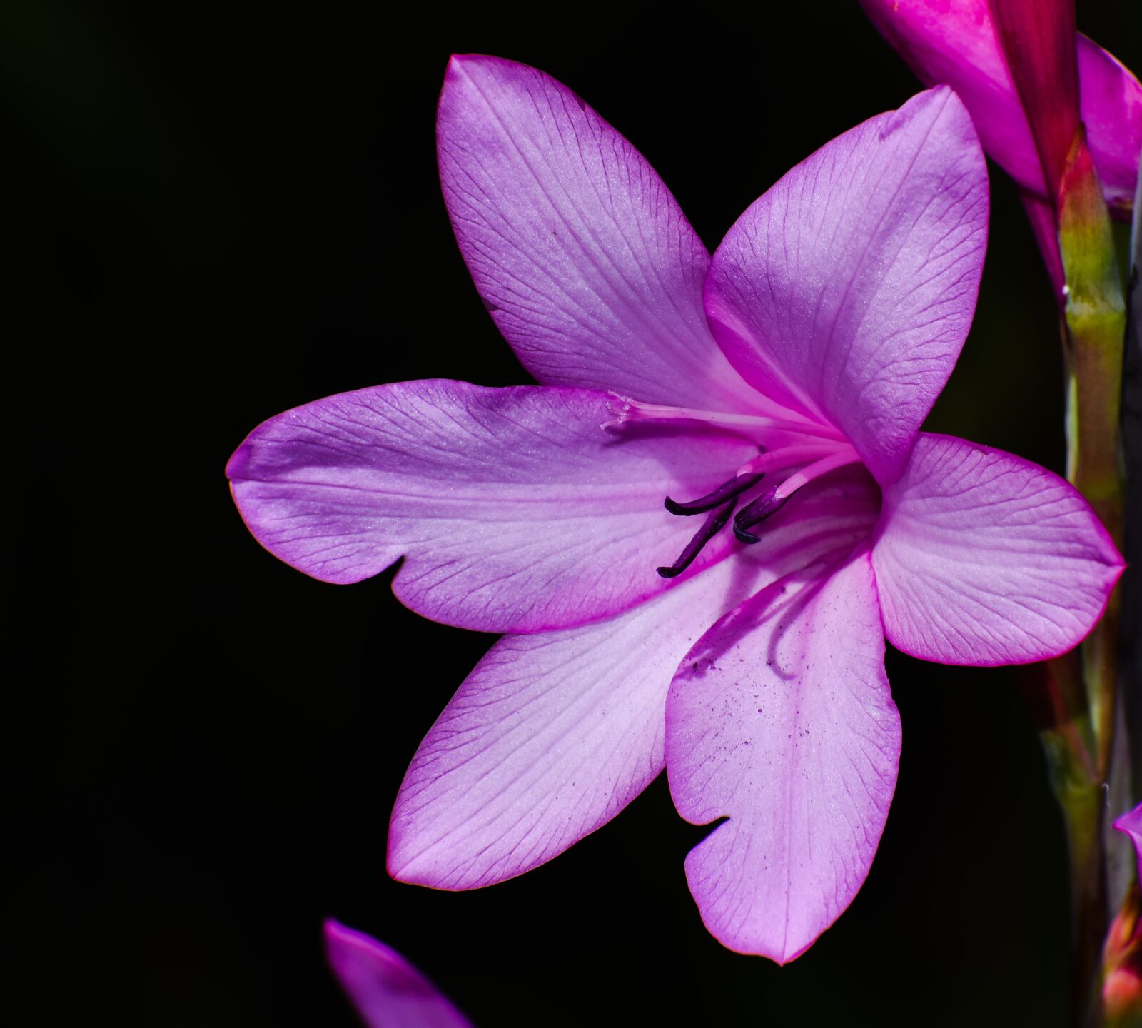 Nikon D5500 sample photo. Flower, flora, petal photography
