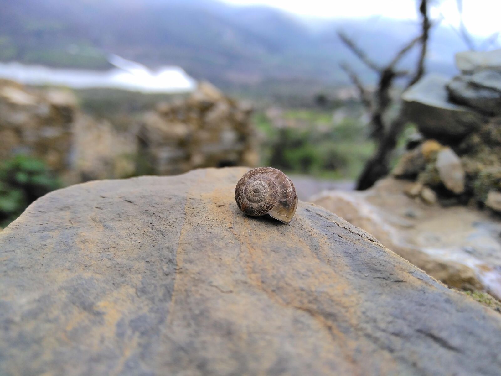 HUAWEI DUB-LX1 sample photo. Snail, landscape, nature photography