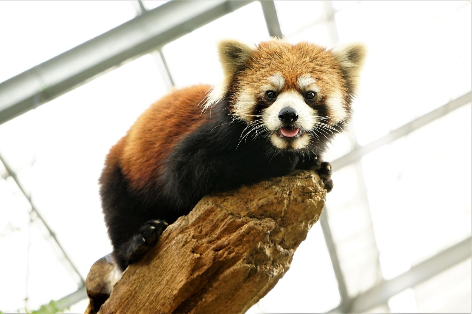 Sony a7 II + Sony FE 28-70mm F3.5-5.6 OSS sample photo. Animal, cute, red panda photography