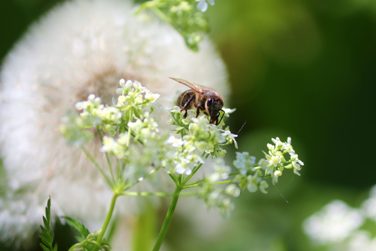 Canon EOS 200D (EOS Rebel SL2 / EOS Kiss X9) sample photo. Bee, flowers, meadow photography