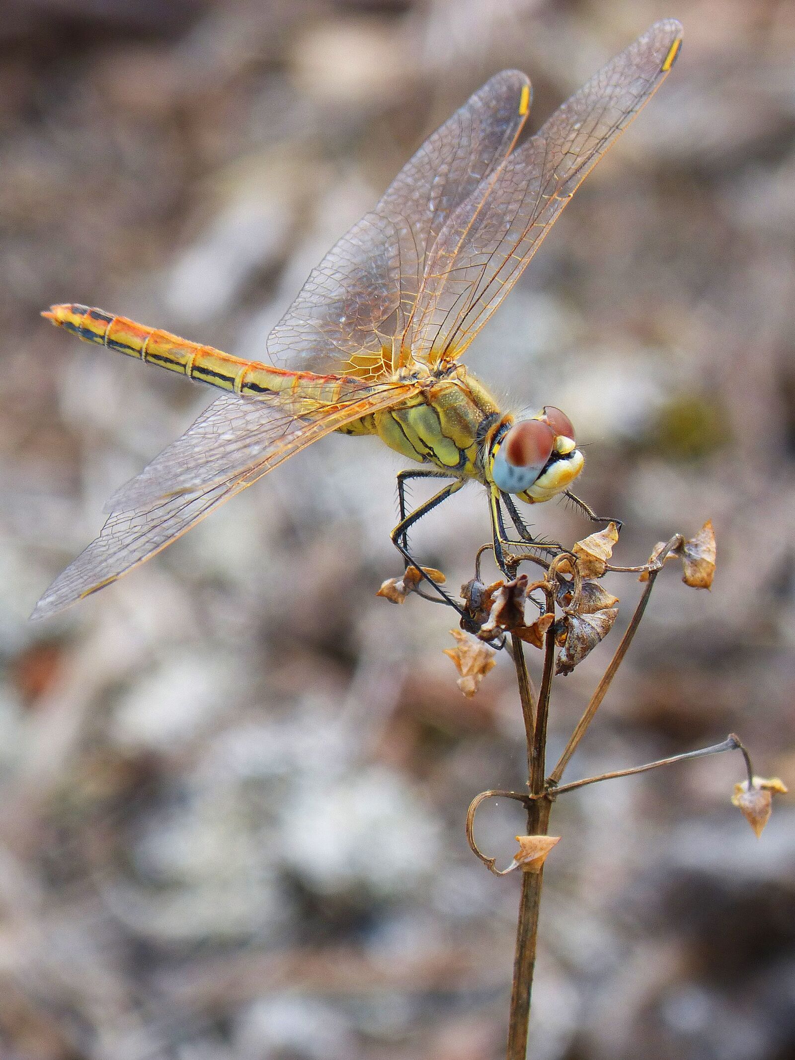 Panasonic DMC-FZ62 sample photo. Dragonfly, yellow, branch photography