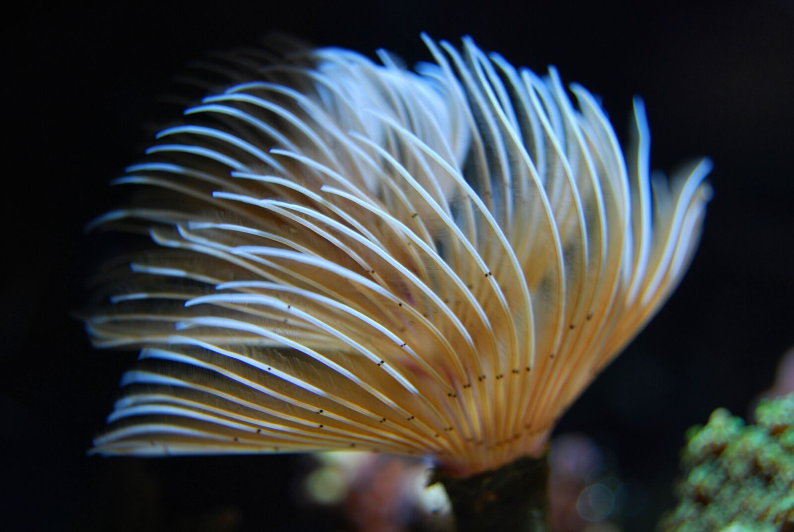Nikon D40X sample photo. Worm, reef, underwater photography