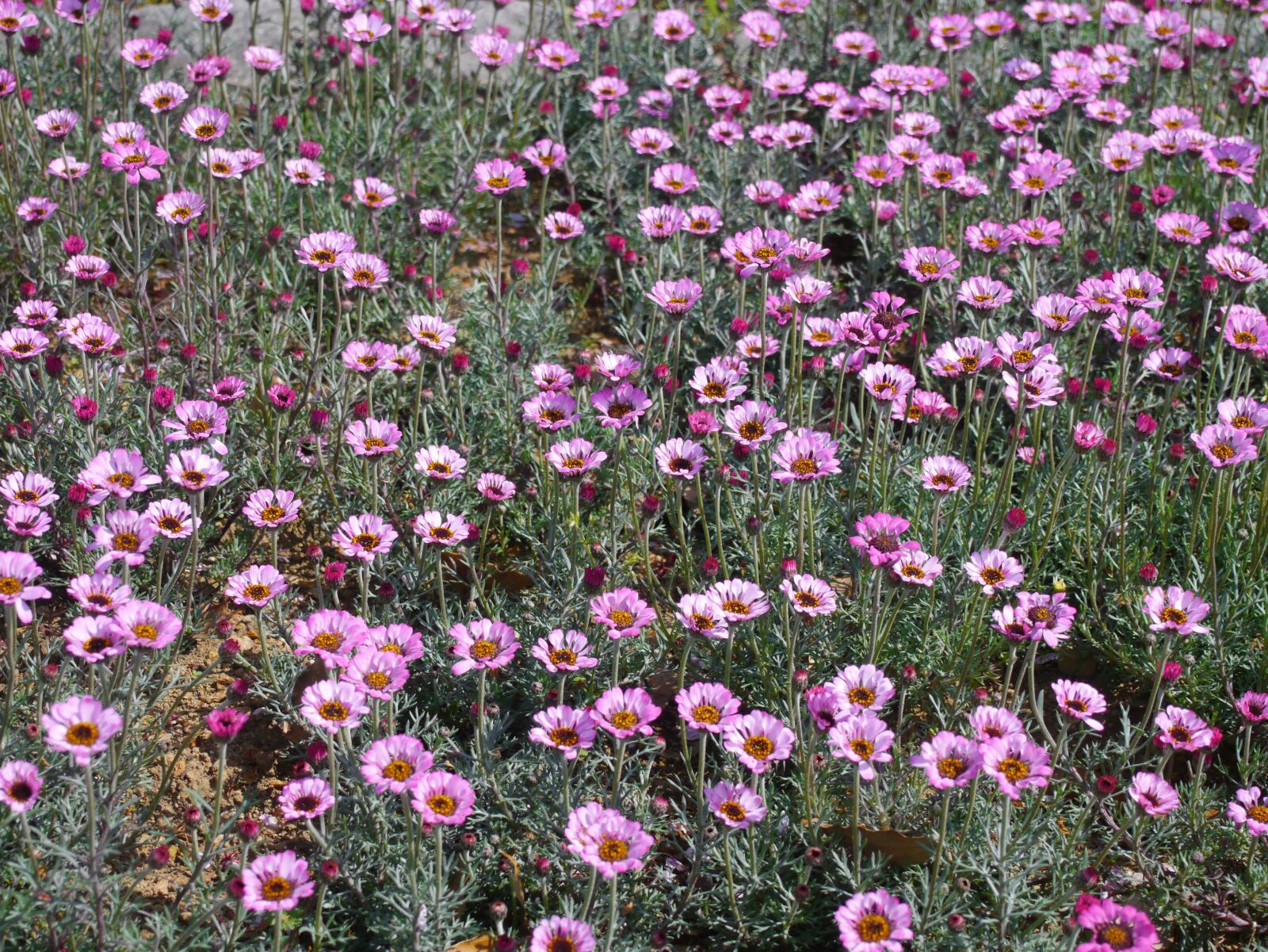 Panasonic Lumix DMC-GX1 sample photo. Flowers, pink, set photography