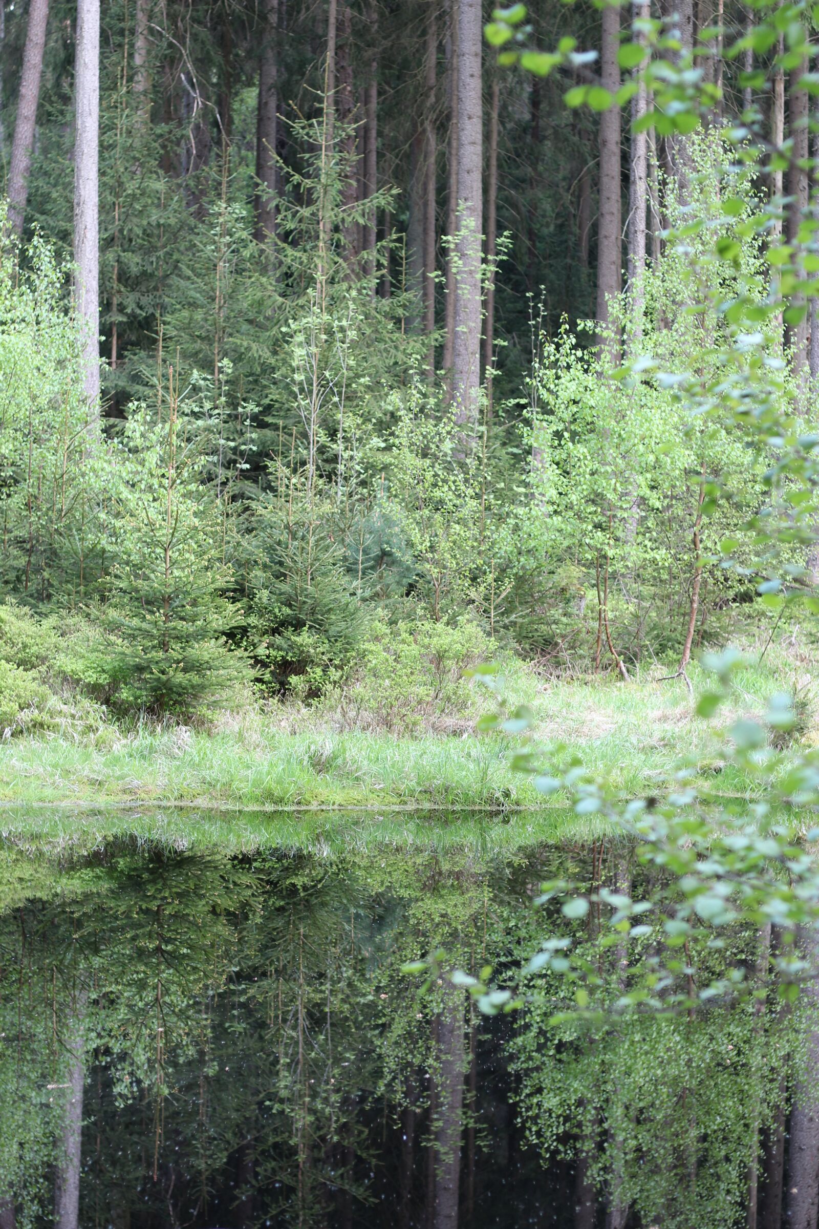 Canon EOS 600D (Rebel EOS T3i / EOS Kiss X5) + Canon EF 50mm F1.8 STM sample photo. Waldsee, mirroring, green photography