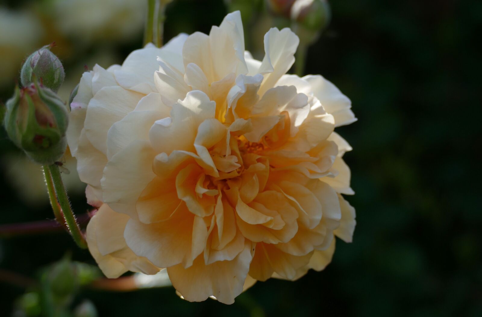 Panasonic Lumix DMC-FZ1000 sample photo. Rose buff beauty, garden photography