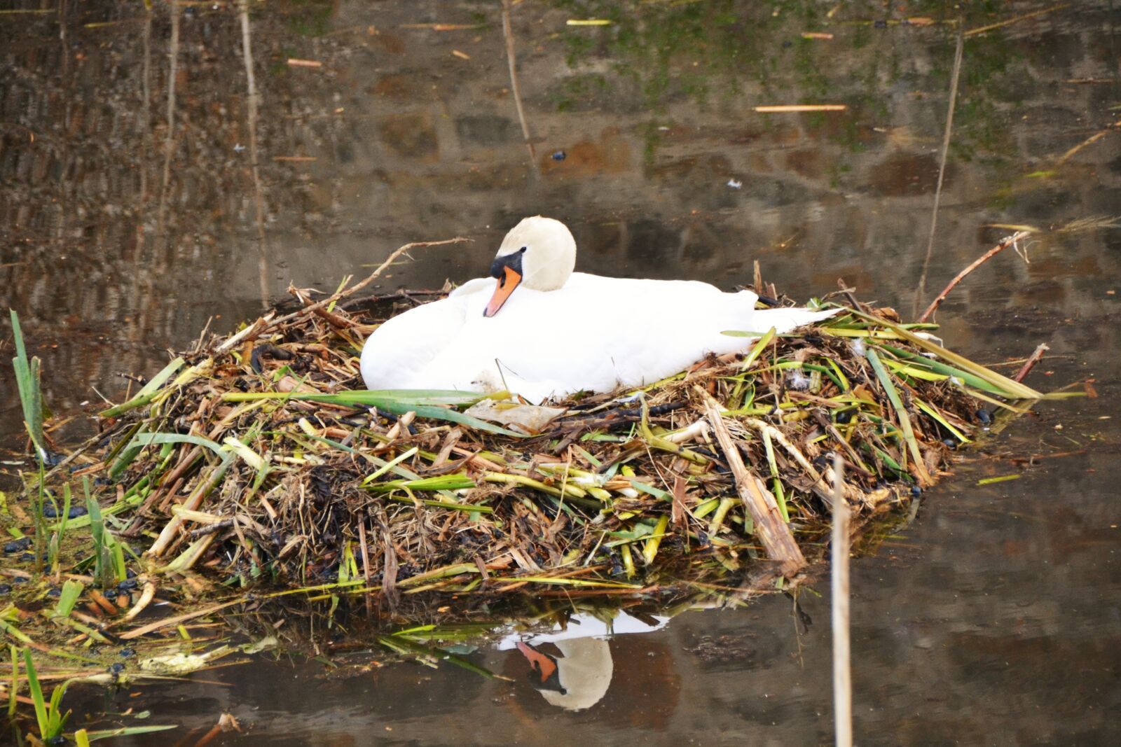 Nikon D3100 sample photo. Swan, nest, swan's nest photography