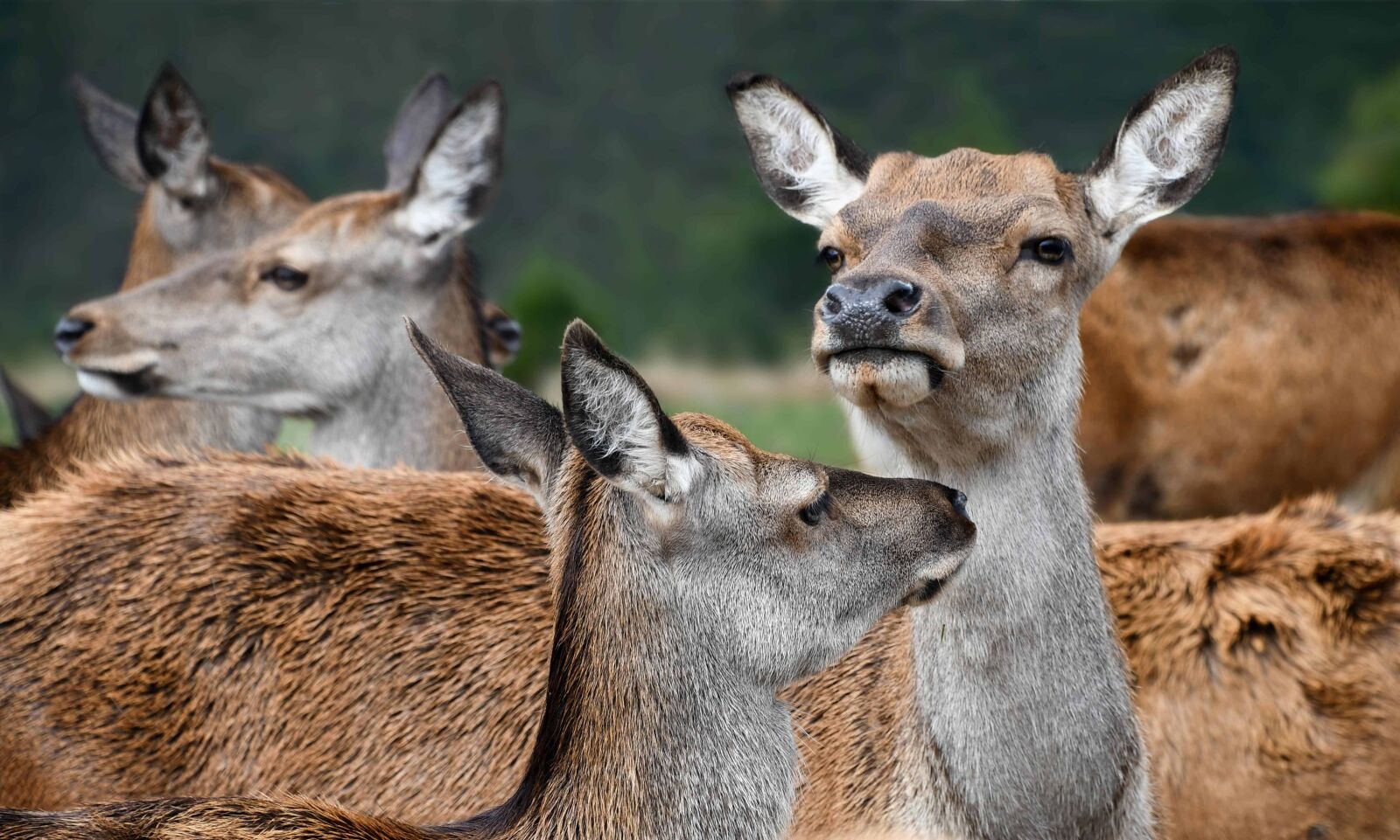 Nikon D500 sample photo. Nature, wildlife, deer, wild photography