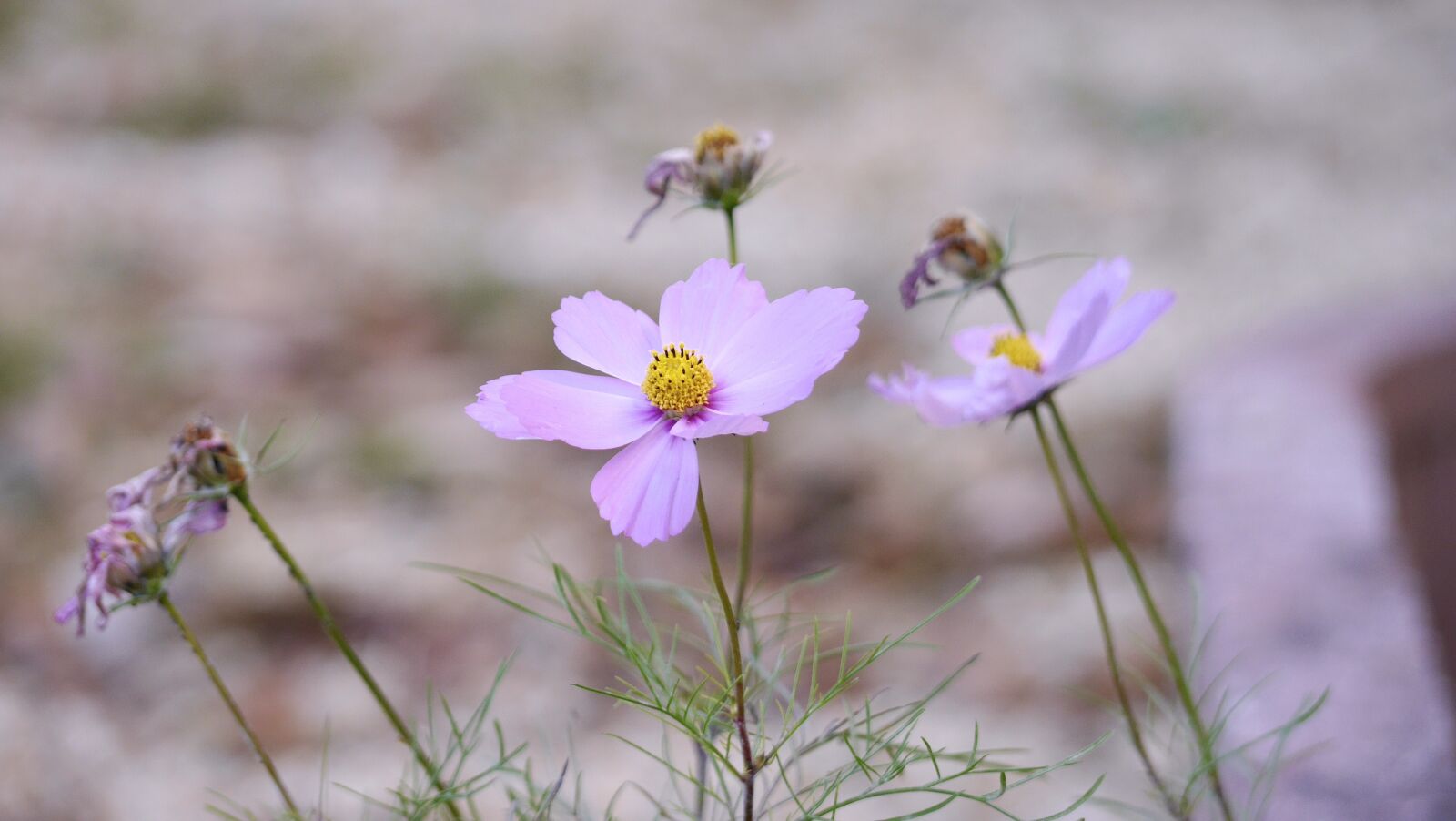 Panasonic Lumix DMC-G6 sample photo. Autumn, cosmos, autumn cherry photography