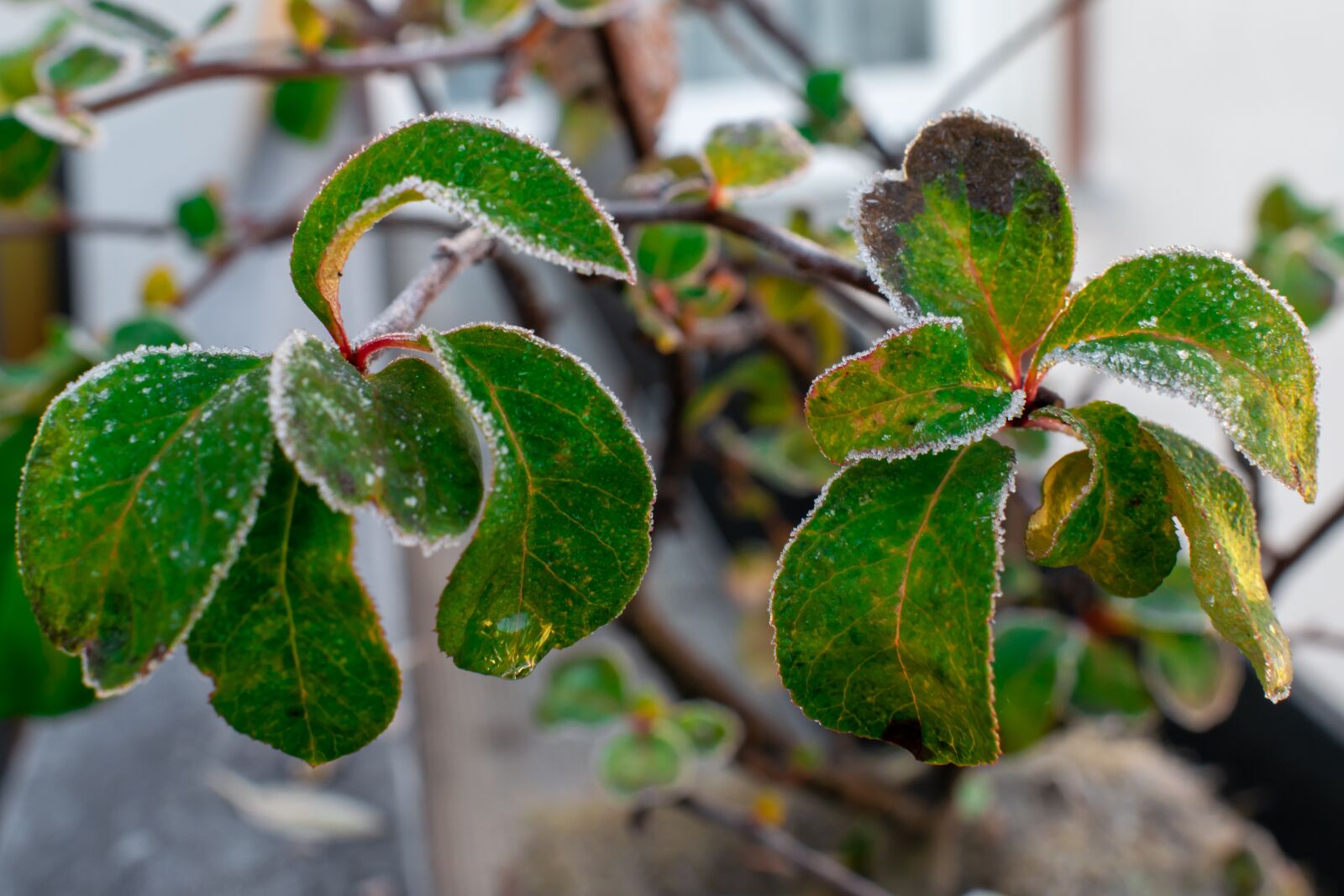 Nikon D5300 sample photo. Hoarfrost, leaves, ice photography